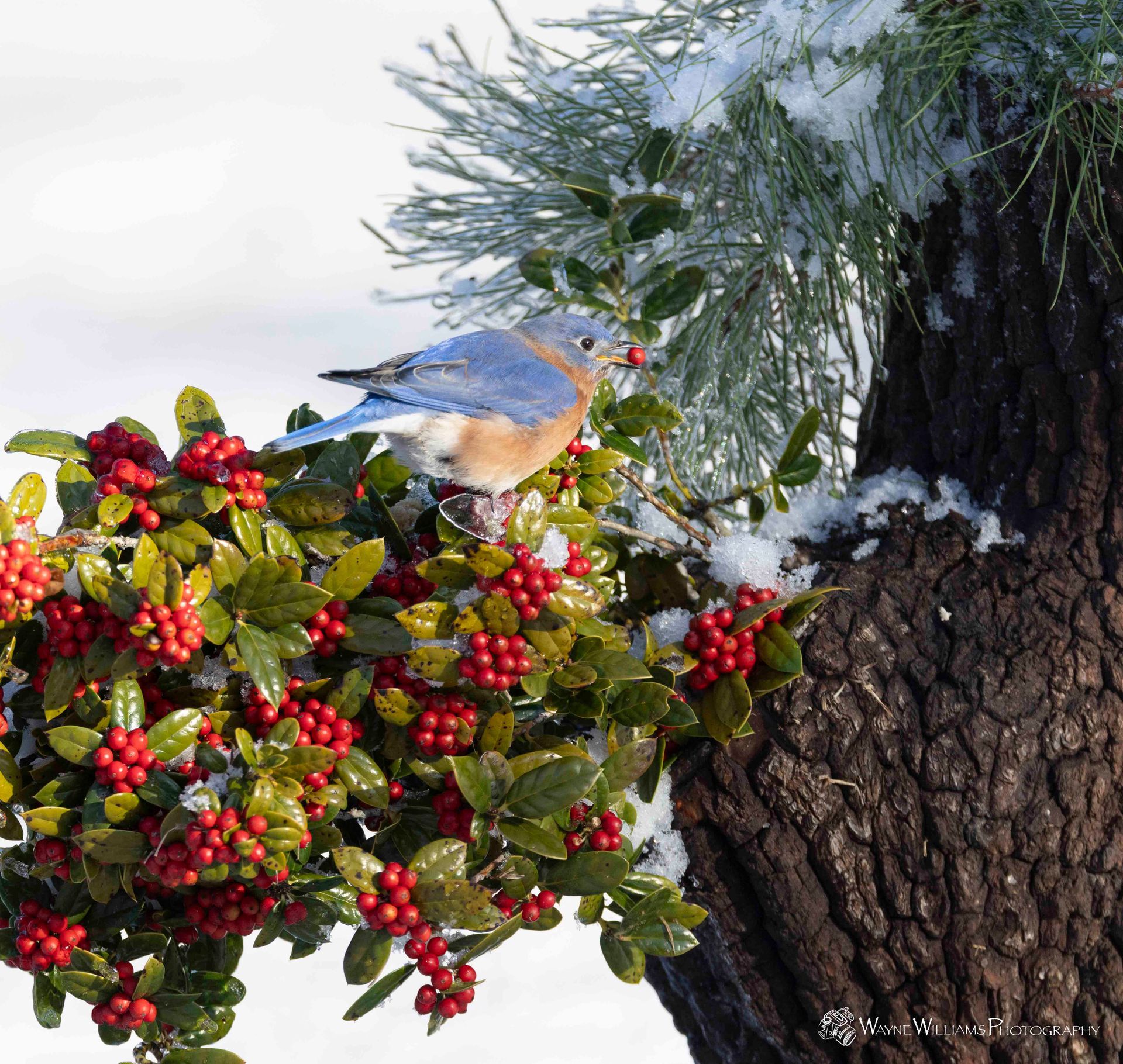 A bird perched on a tree branch with red berries
