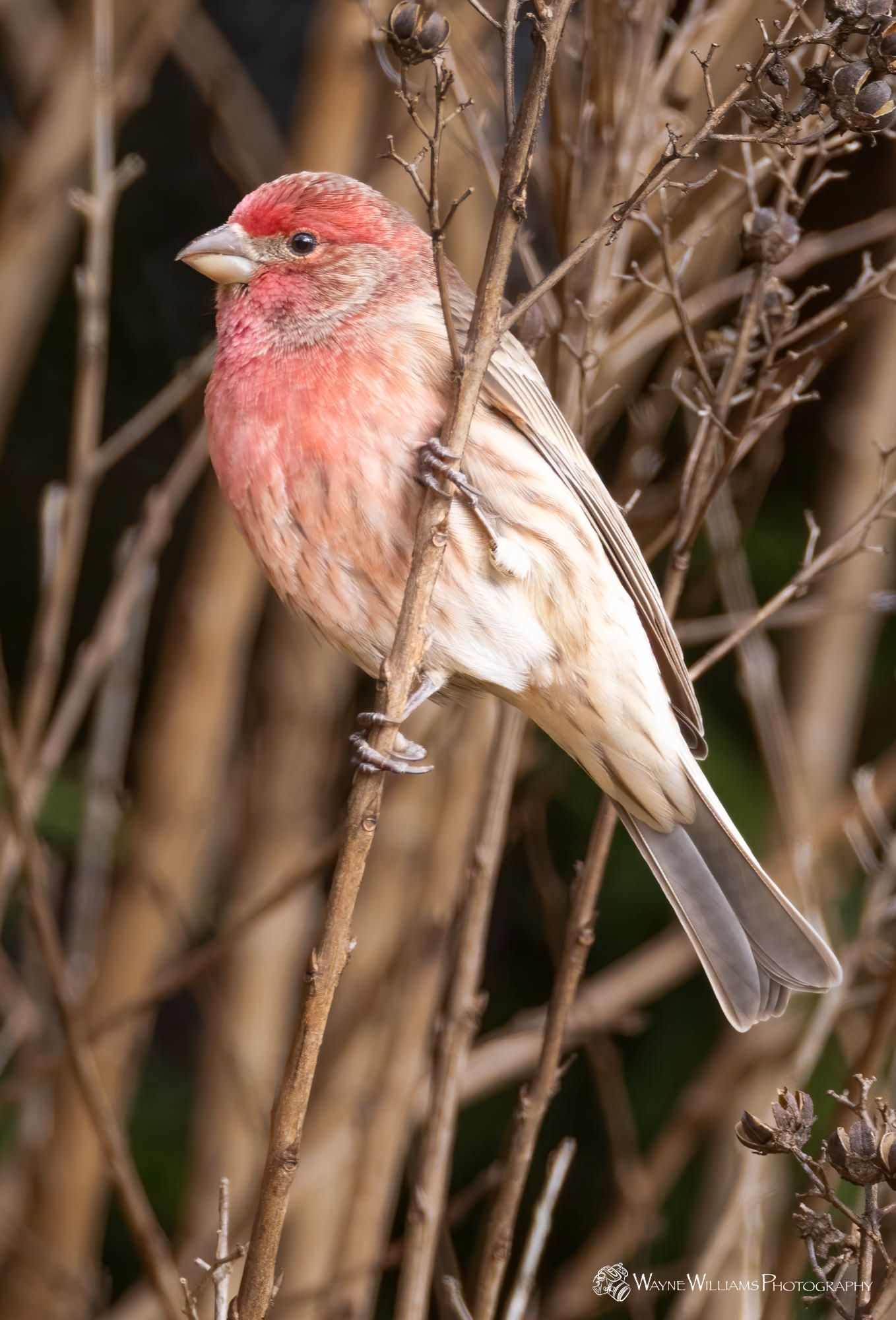 A small pink and white bird perched on a branch