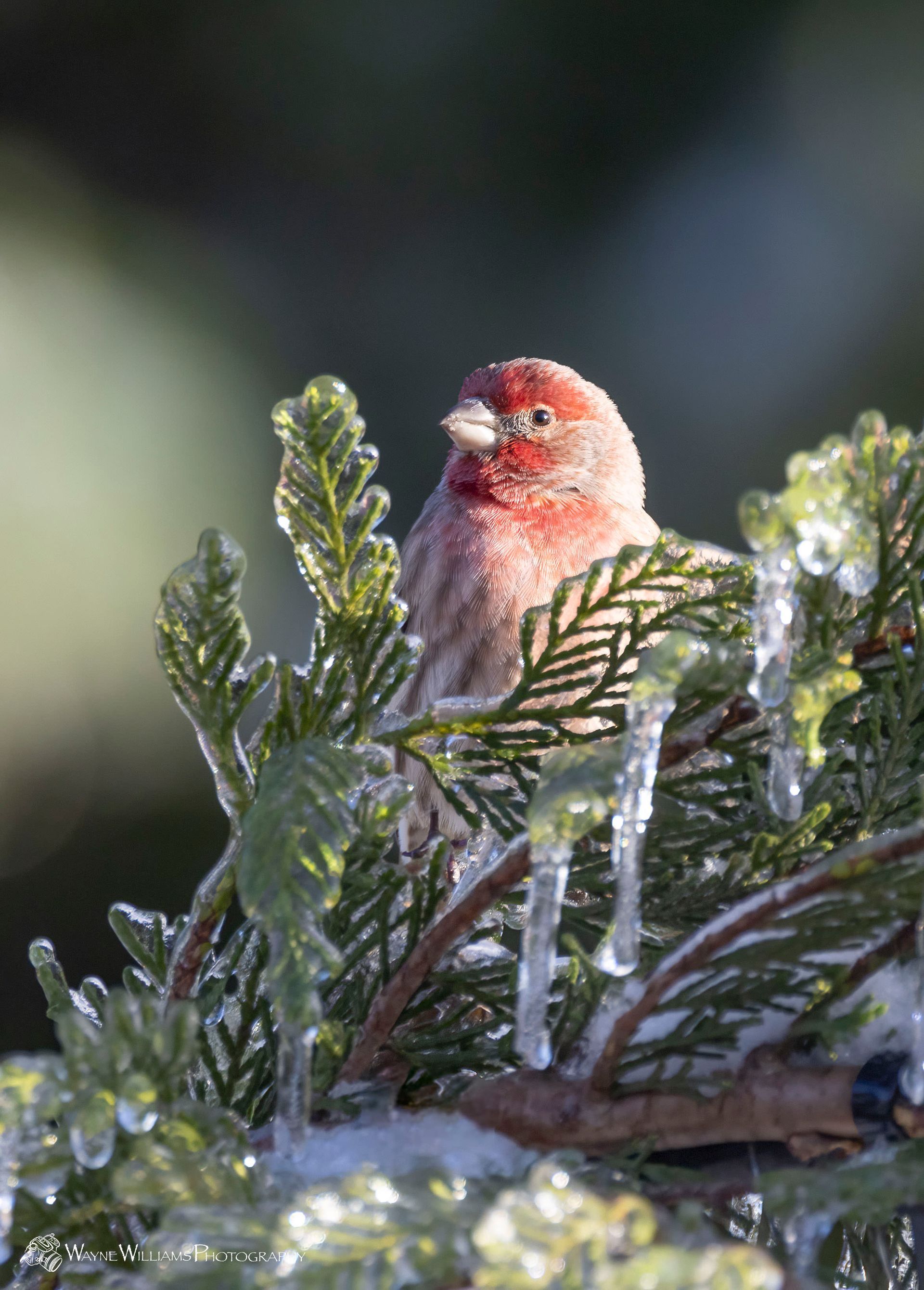 A bird is perched on a tree branch covered in ice.
