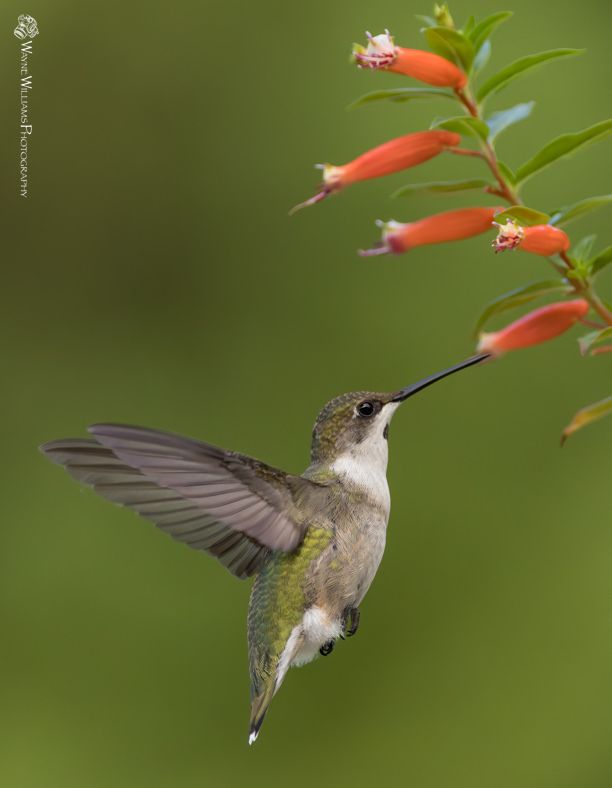 A hummingbird is flying near a flower with its beak open.