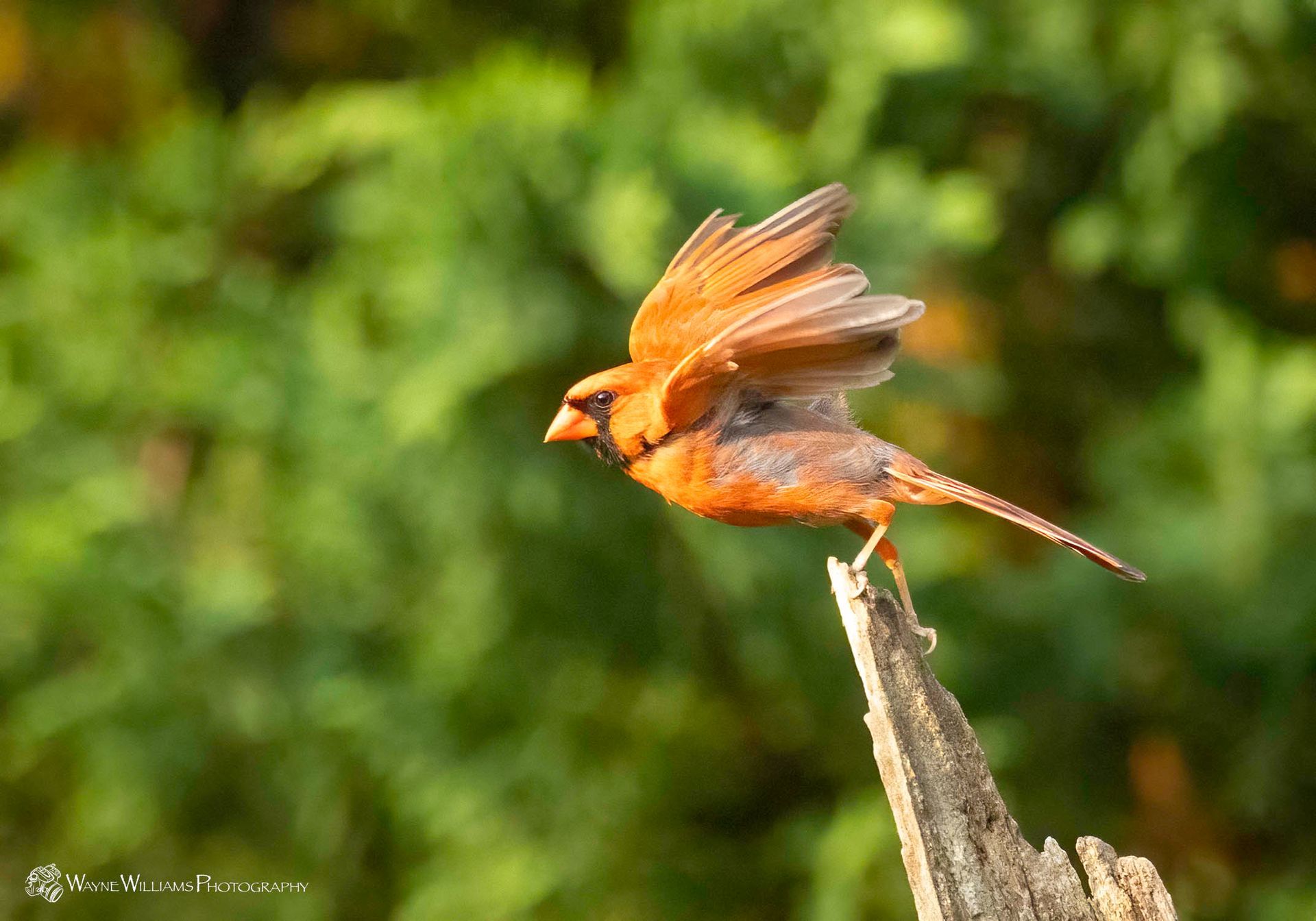 A bird is perched on a tree branch with its wings spread.
