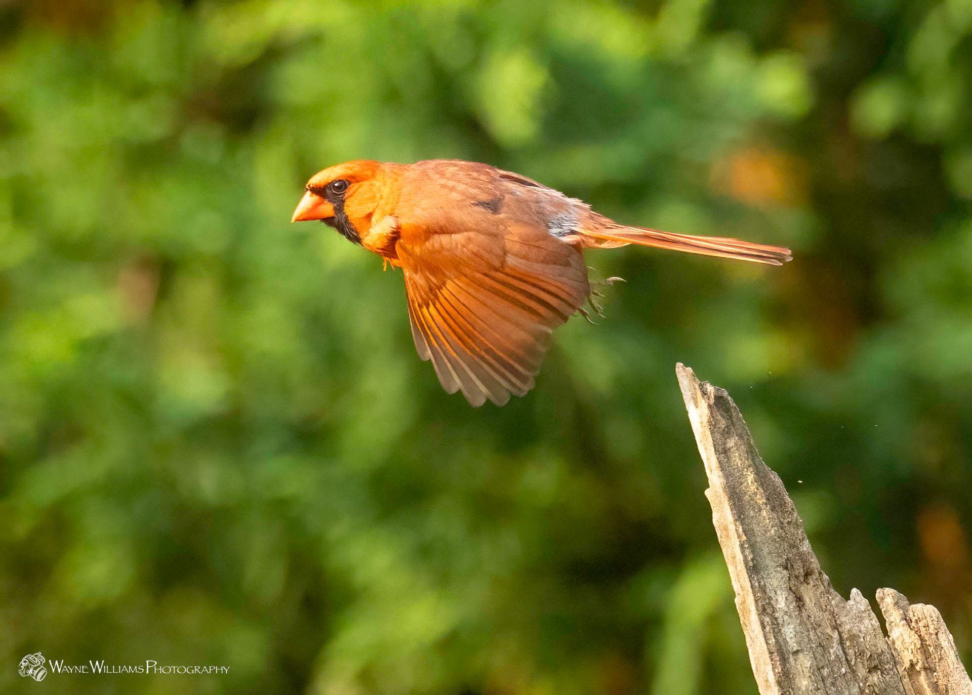A brown bird is flying over a tree branch.