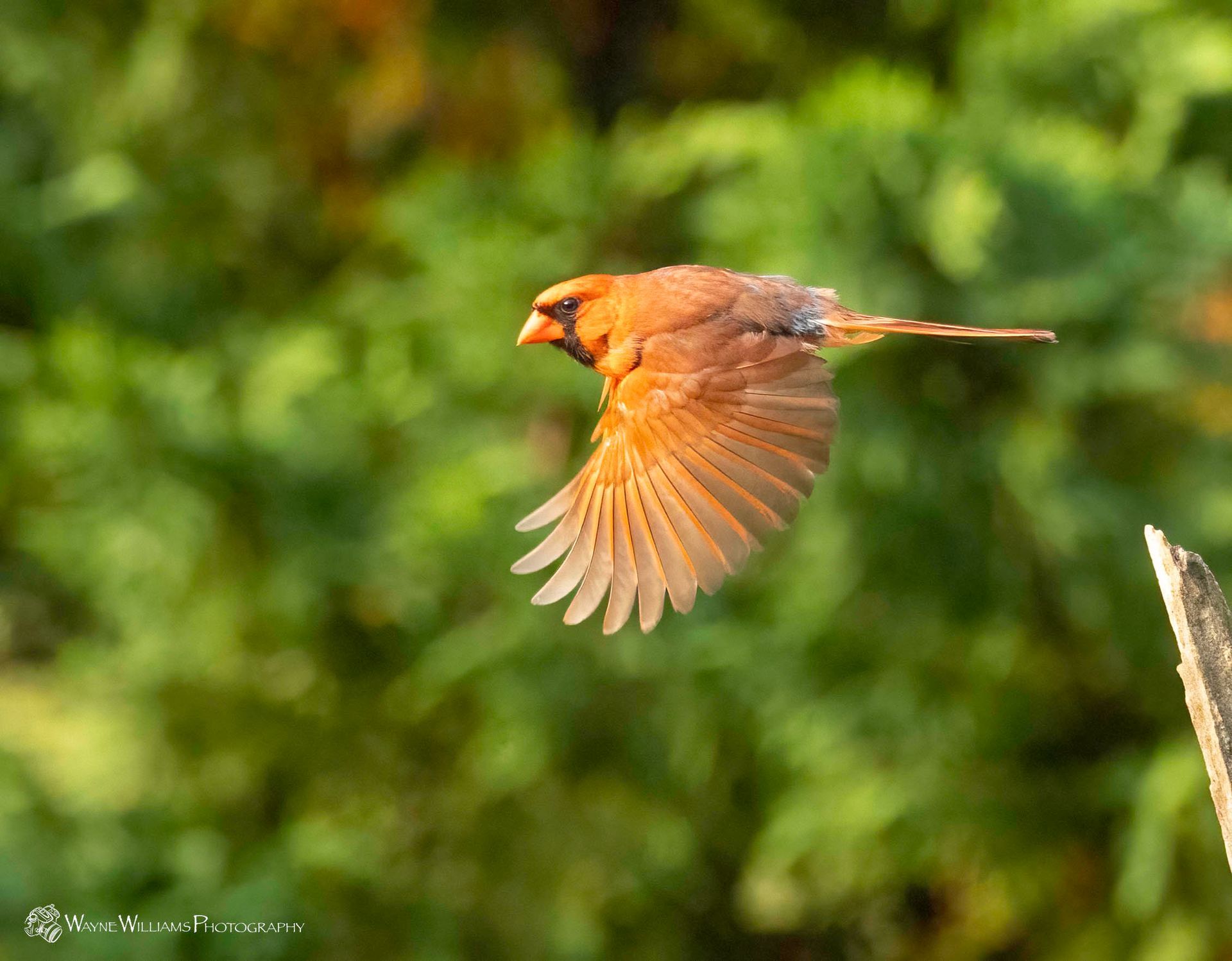 A bird is flying in the air with its wings outstretched.