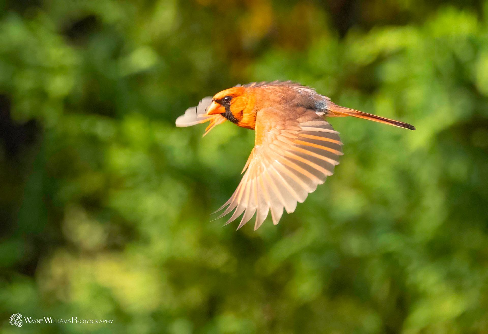 A bird is flying in the air with its wings outstretched.