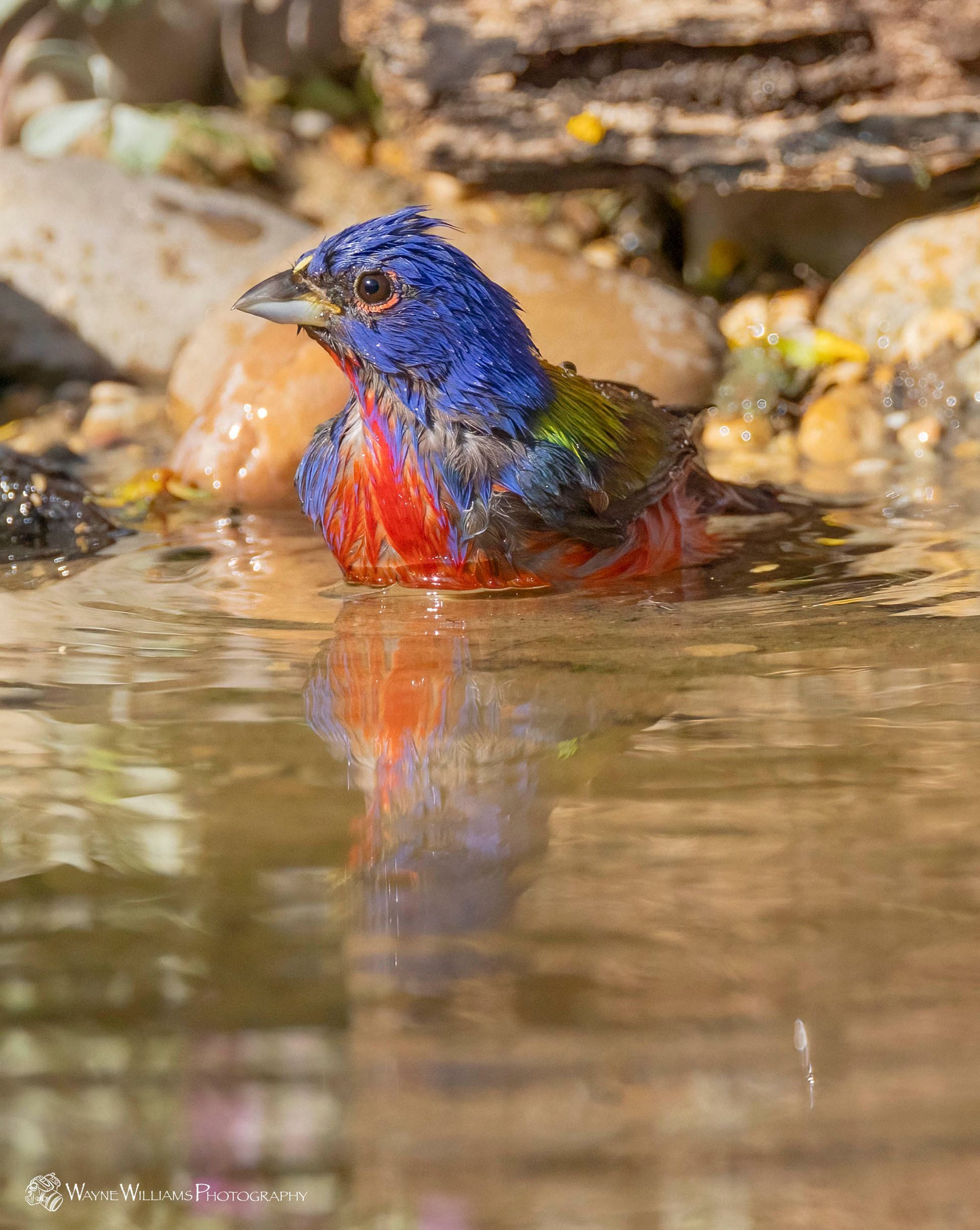 A colorful bird is taking a bath in a pond.