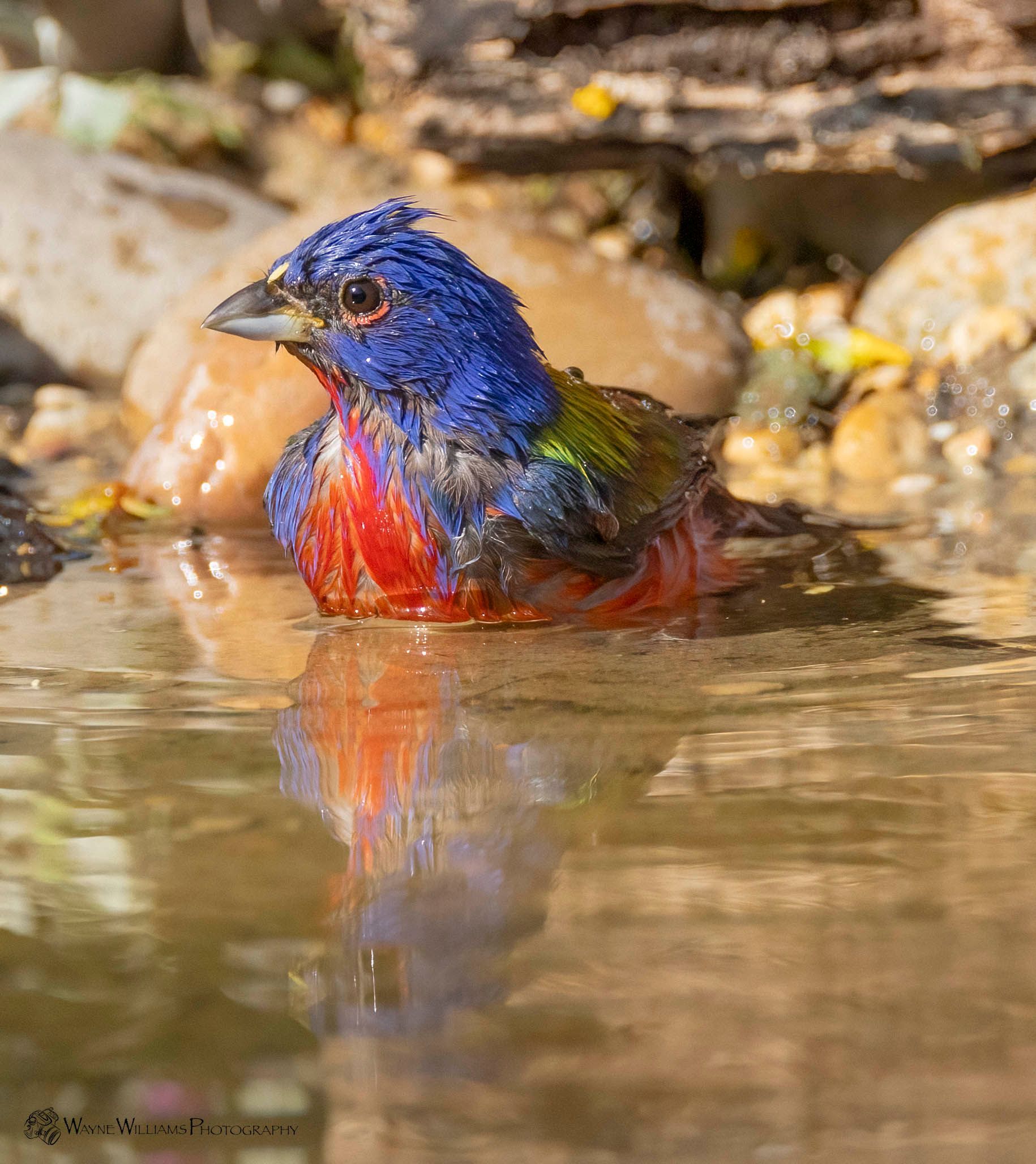 A blue and red bird is swimming in a pond.