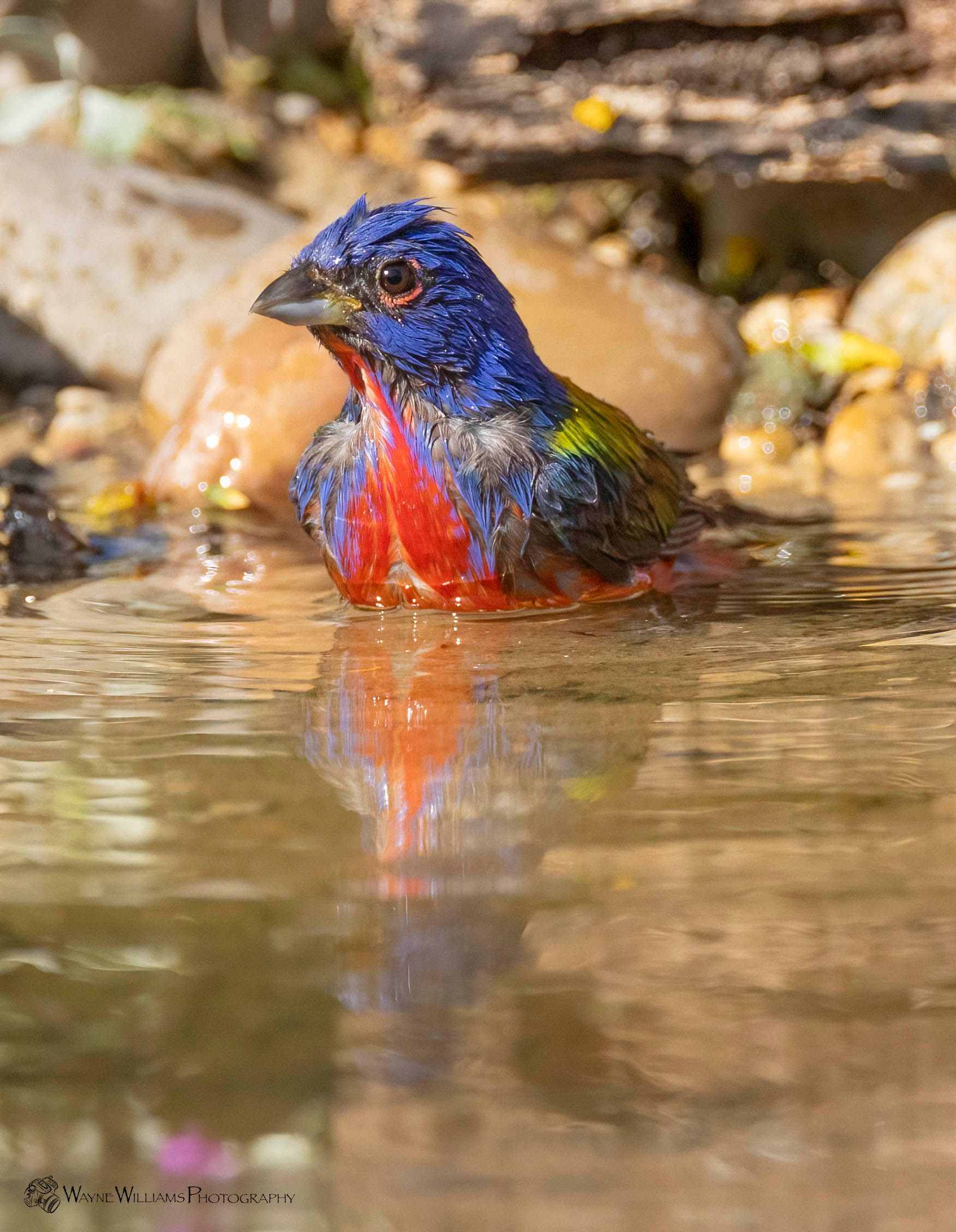 A colorful bird is swimming in a body of water.