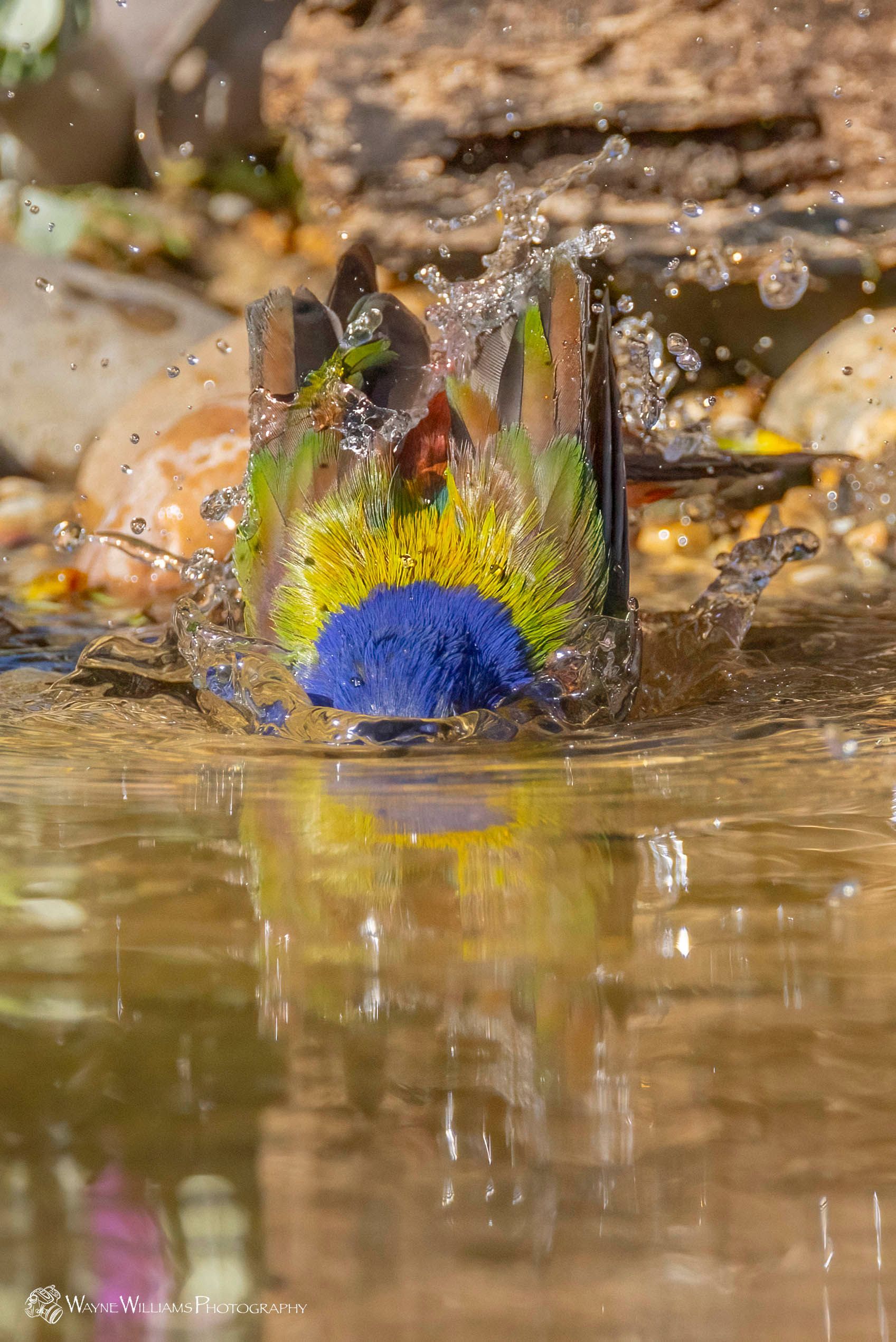A bird is splashing water in a pond.