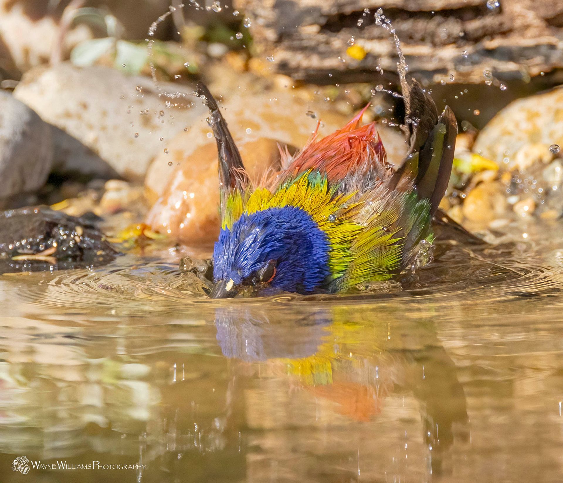A colorful bird is taking a bath in a pond.