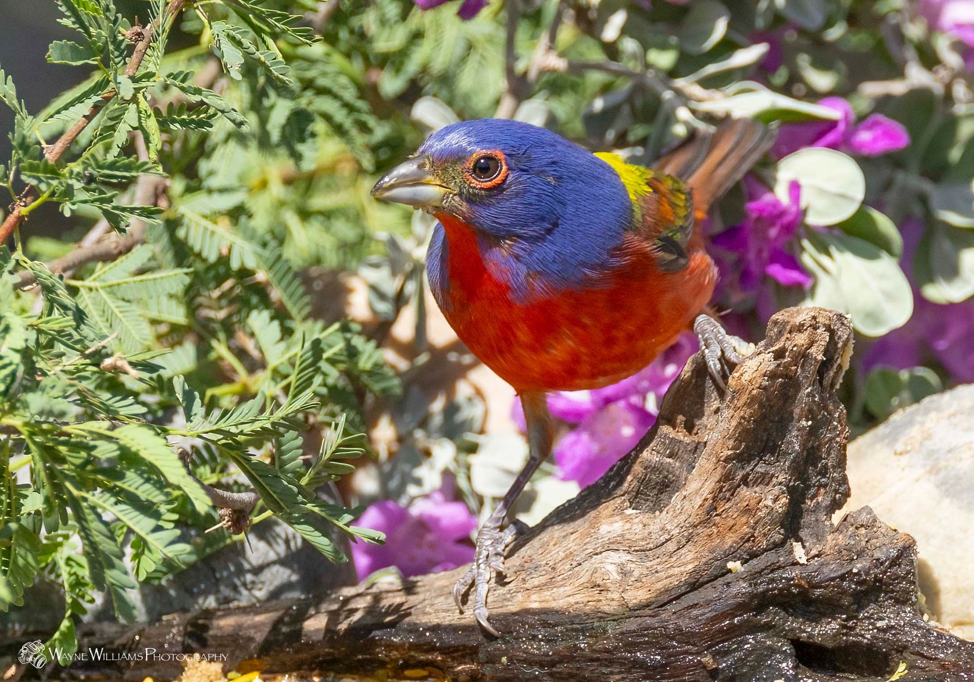 A colorful bird is perched on a branch in front of purple flowers.