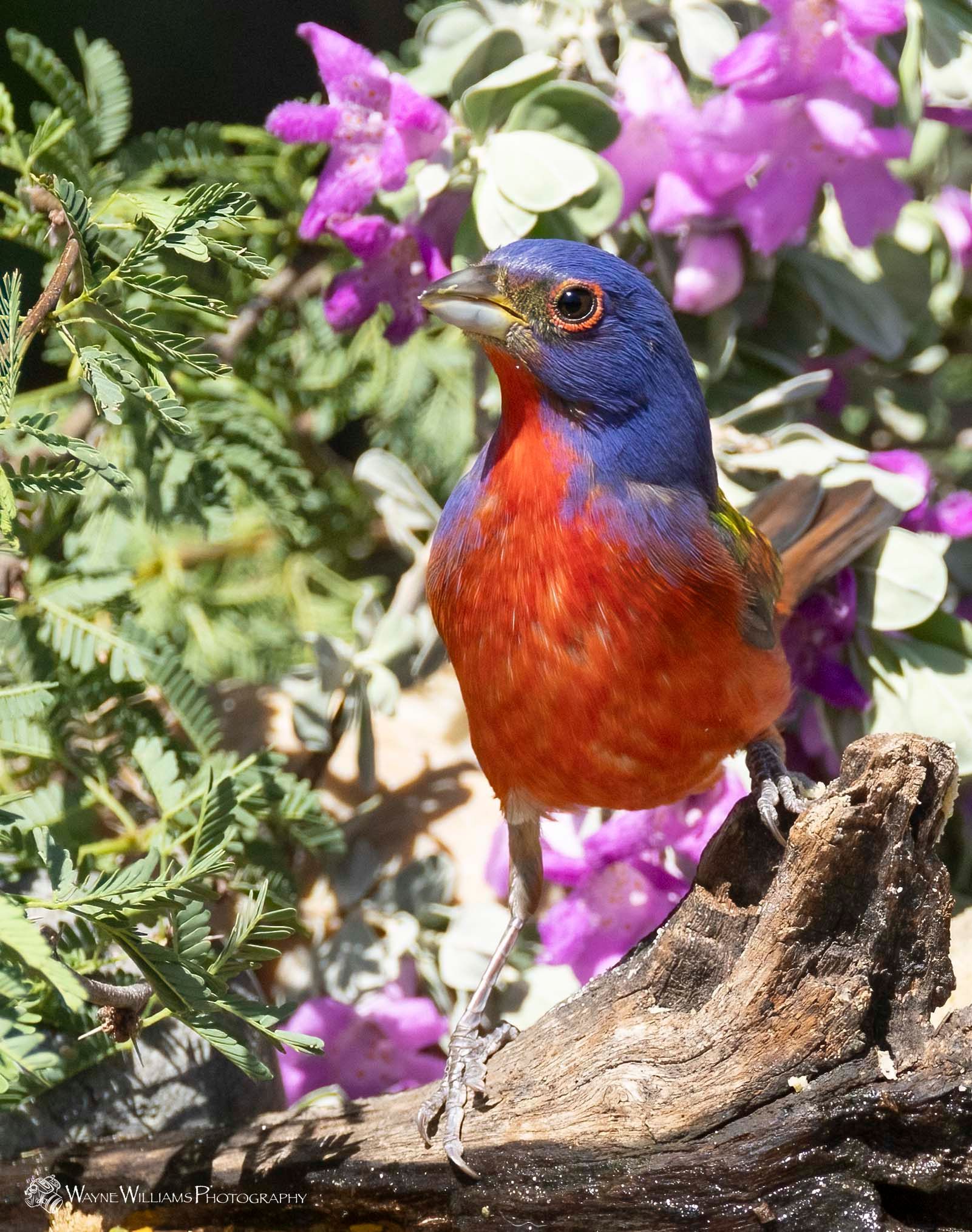 A colorful bird is perched on a tree branch with purple flowers in the background
