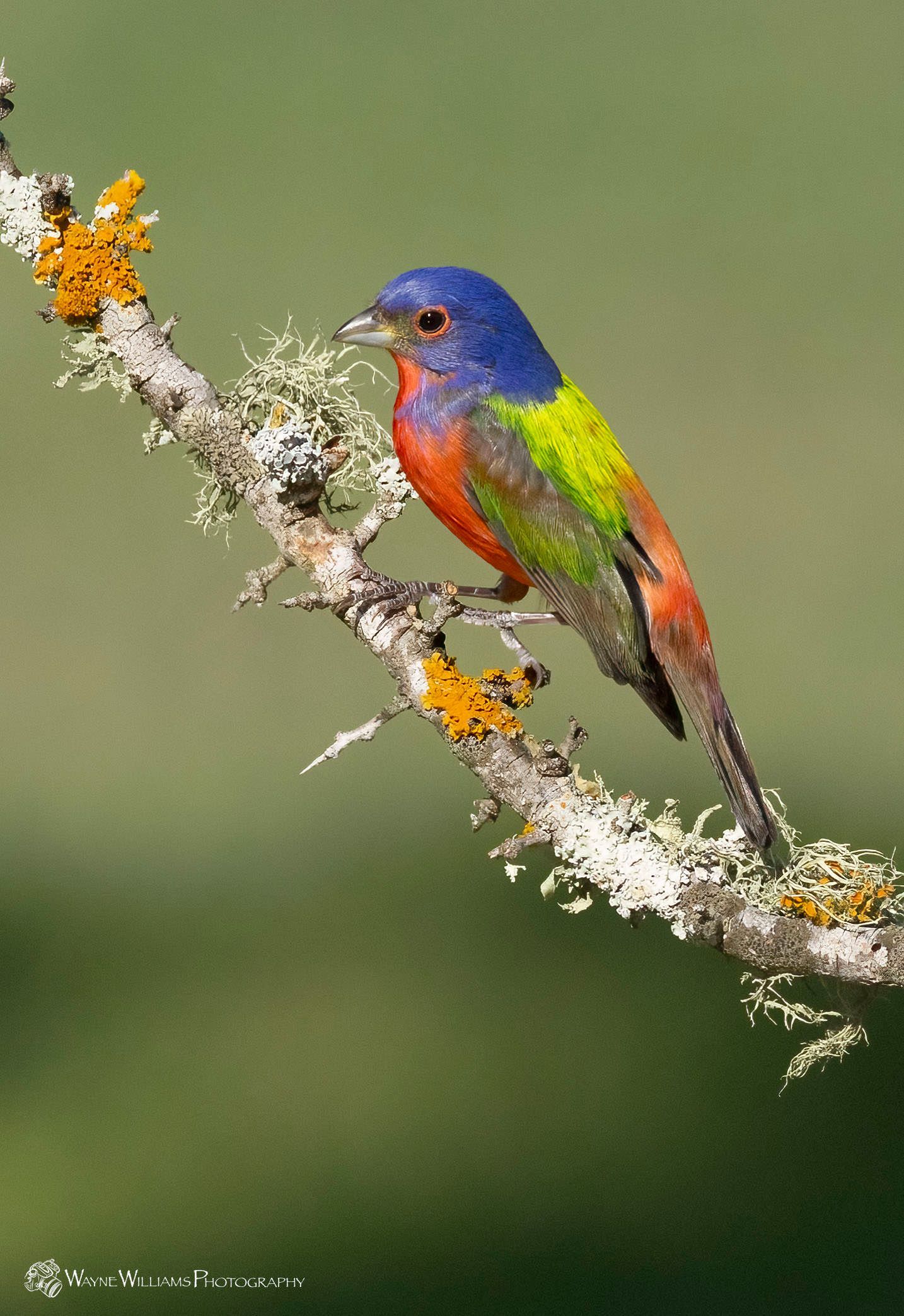 A colorful bird perched on a tree branch