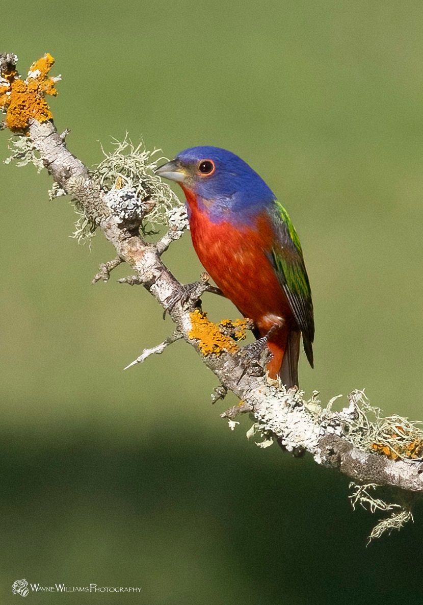 A colorful bird perched on a tree branch