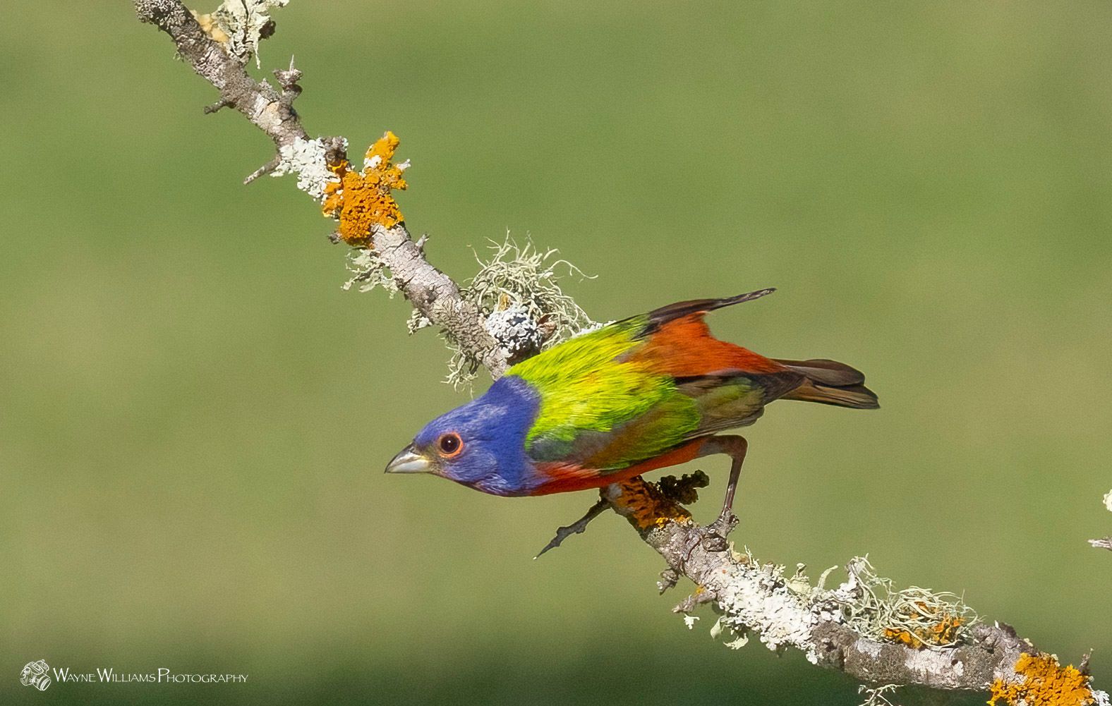 A colorful bird is perched on a tree branch.