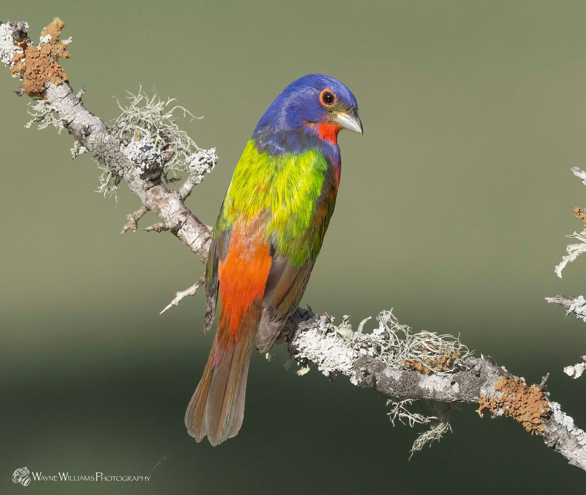 A colorful bird perched on a tree branch
