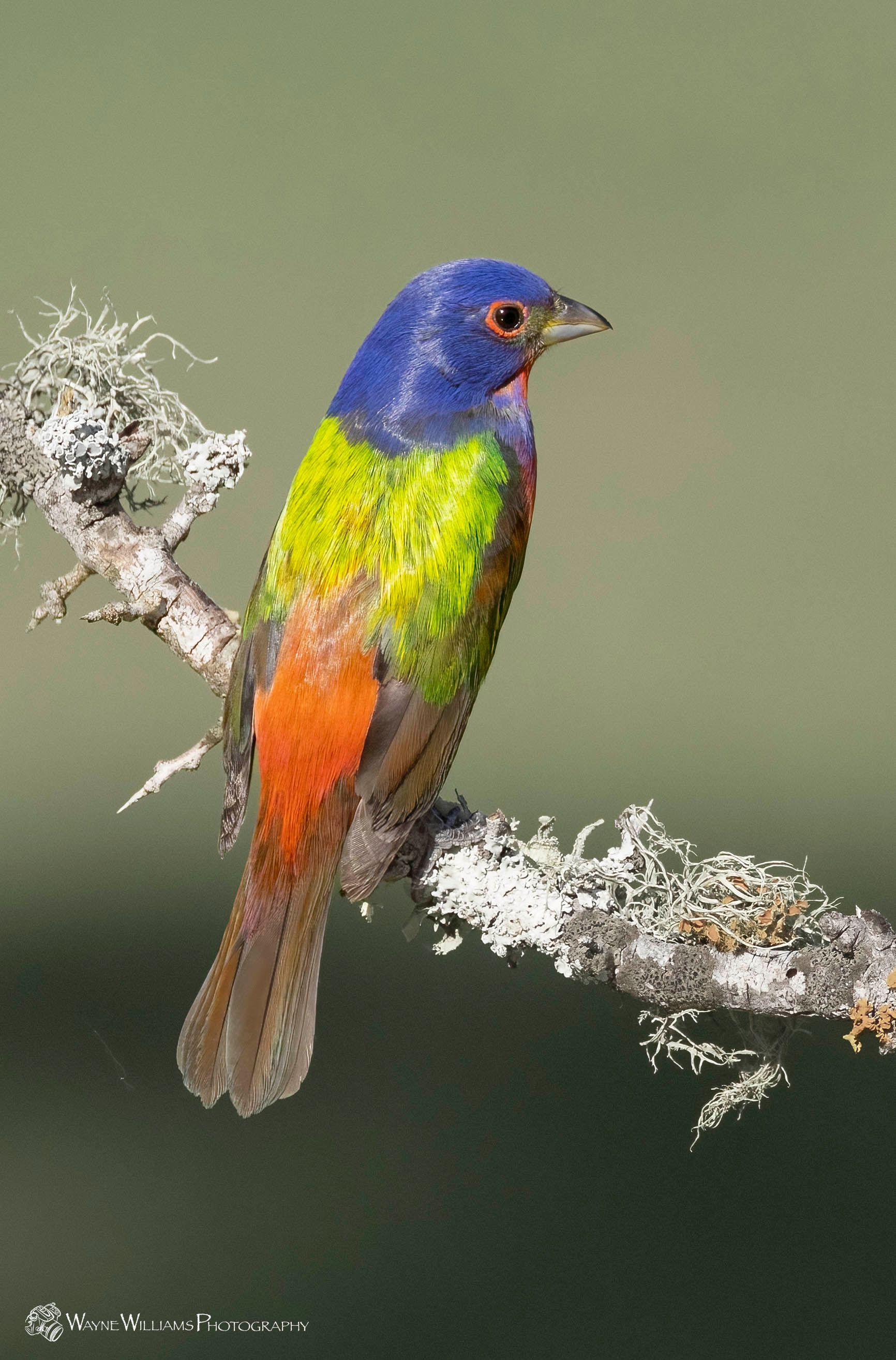 A colorful bird perched on a branch with moss on it