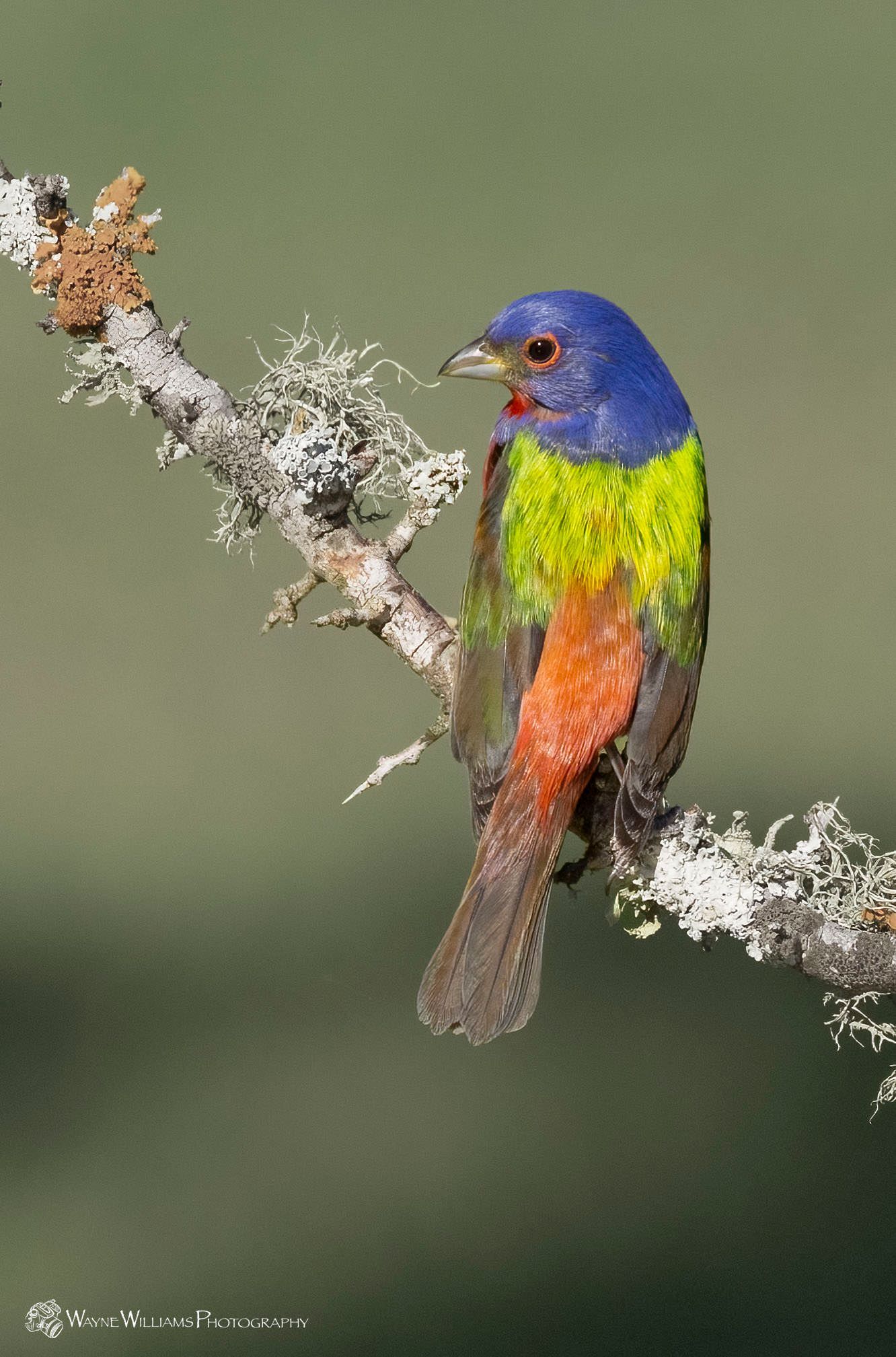 A colorful bird is perched on a tree branch.