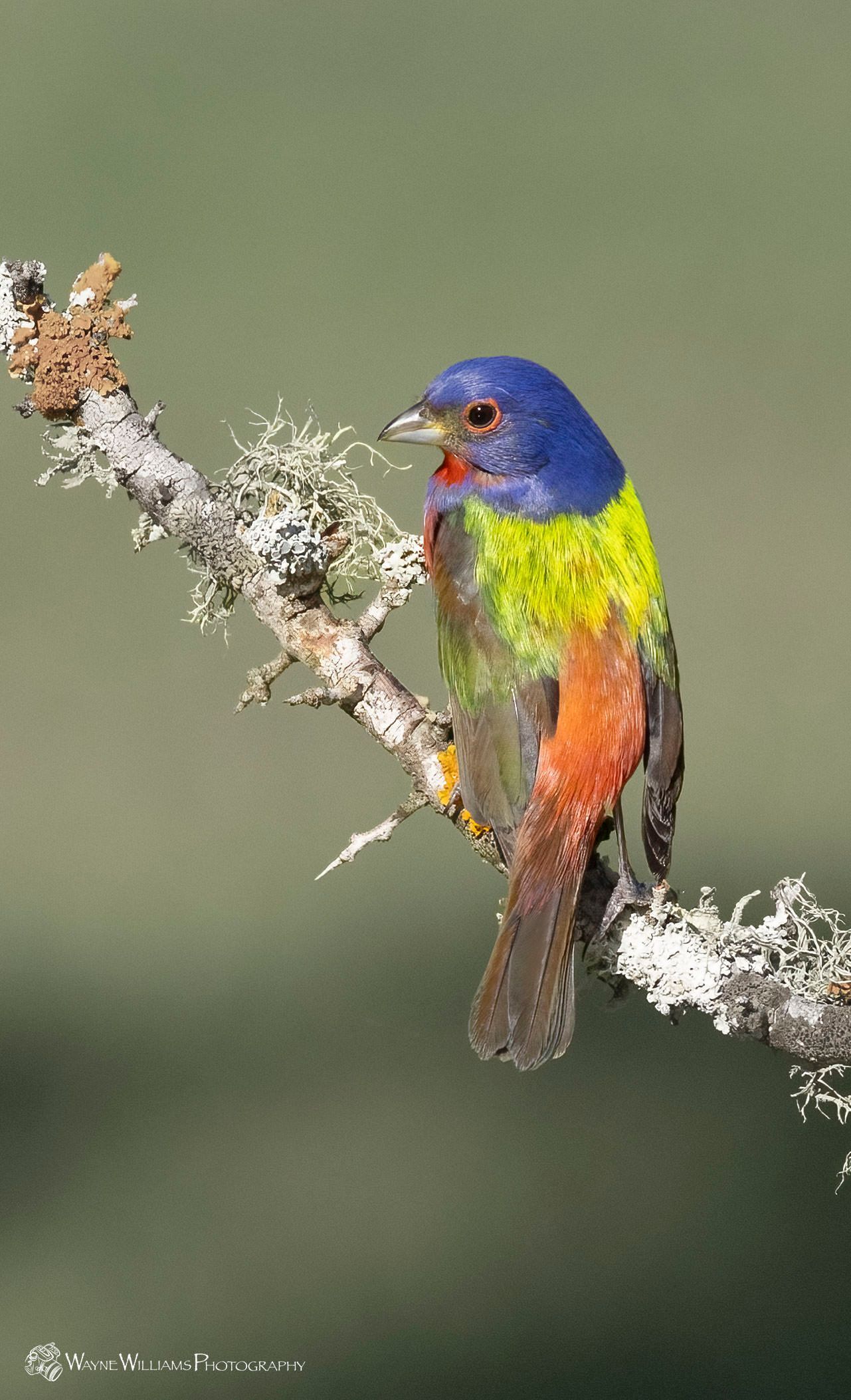 A colorful bird is perched on a tree branch.