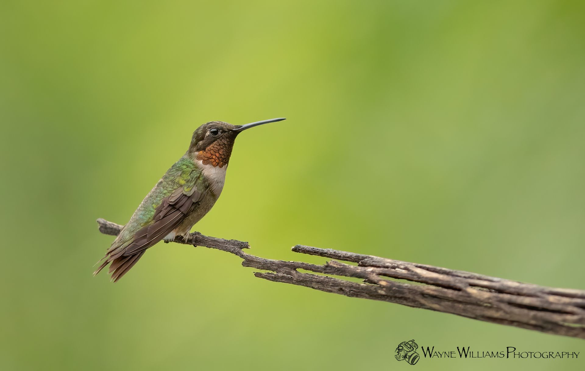 A hummingbird perched on a branch with a green background.