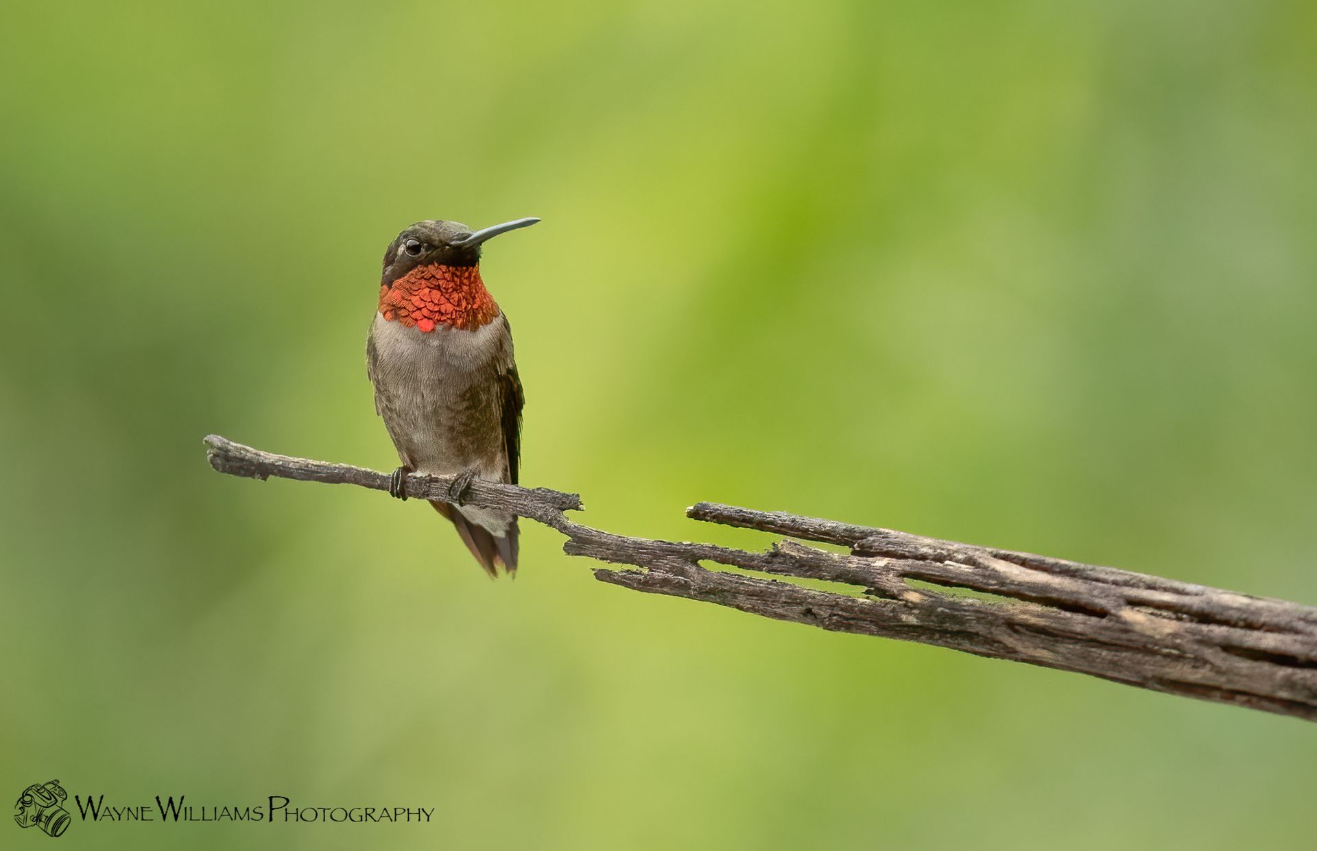 A hummingbird perched on a branch with a green background.