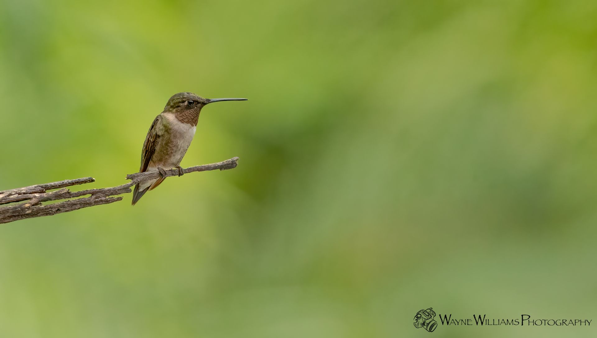 A hummingbird perched on a branch with a green background.