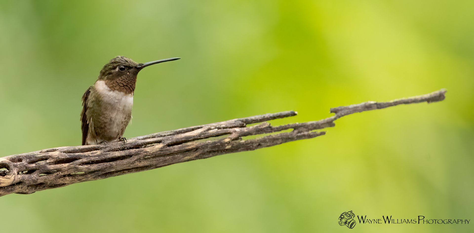 A hummingbird perched on a tree branch with a green background.