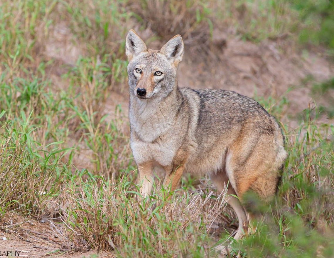 A coyote is standing in the grass looking at the camera.