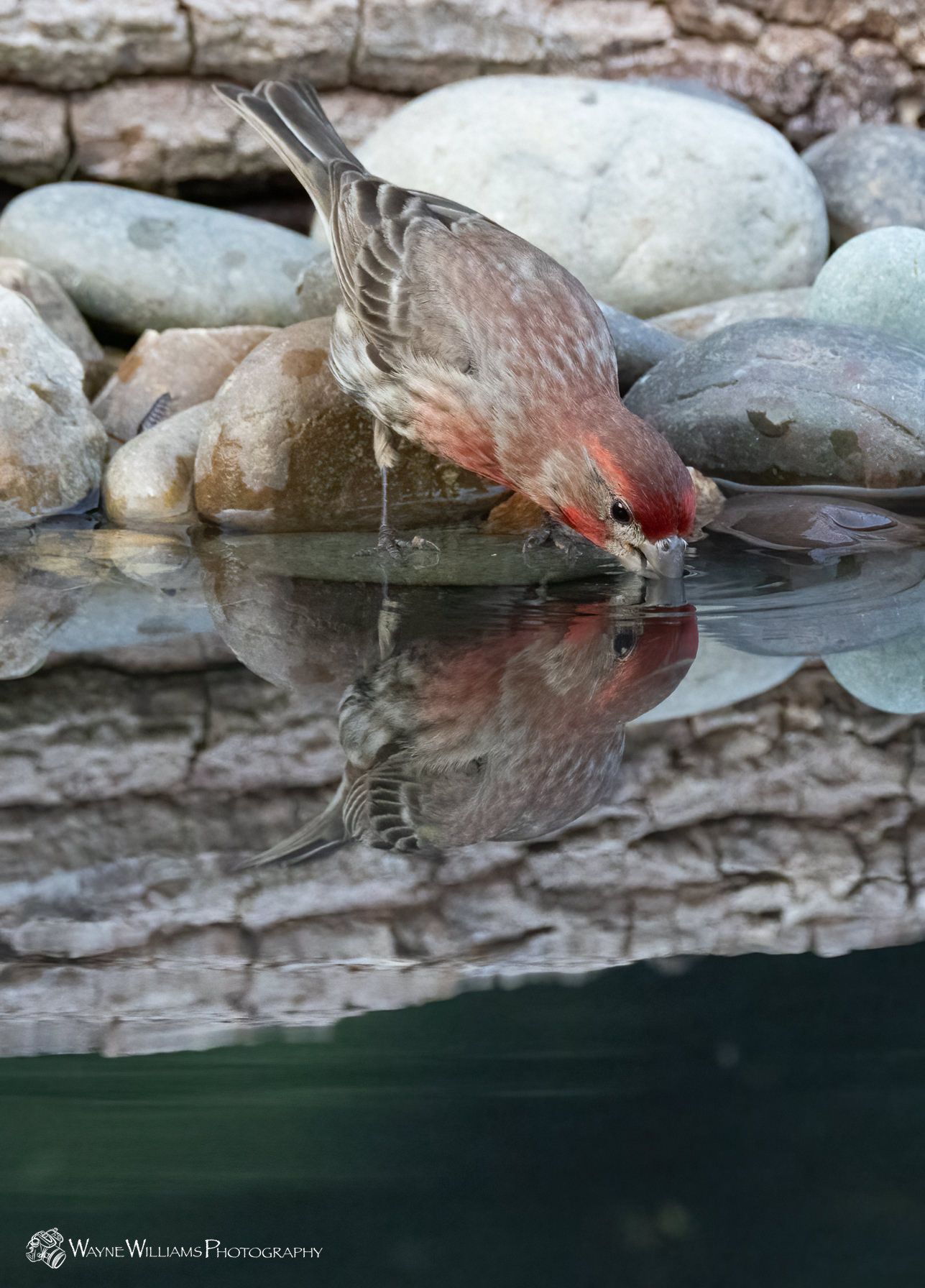 A bird is drinking water from a pond surrounded by rocks.