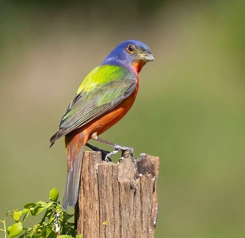 A colorful bird is taking a bath in a pond.