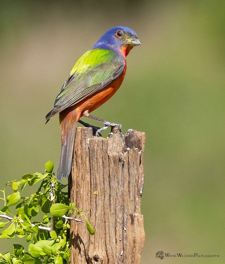 A colorful bird perched on top of a tree stump