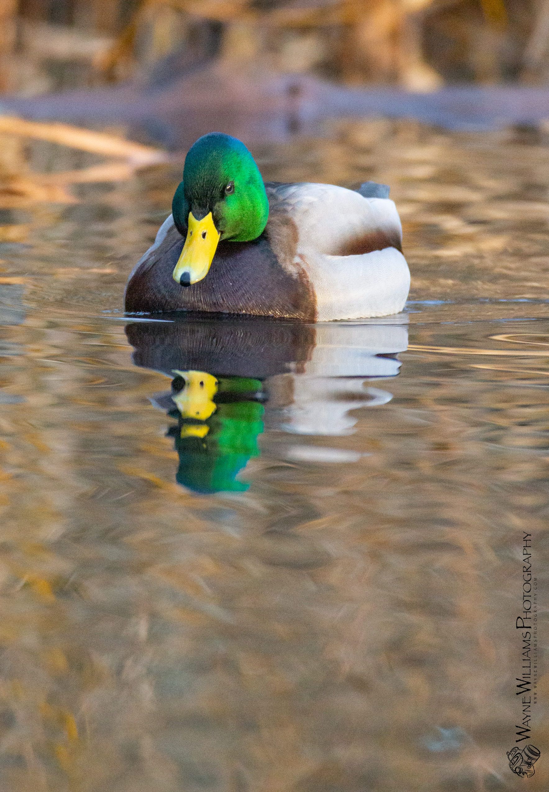 A mallard duck is floating on top of a rock in the water.