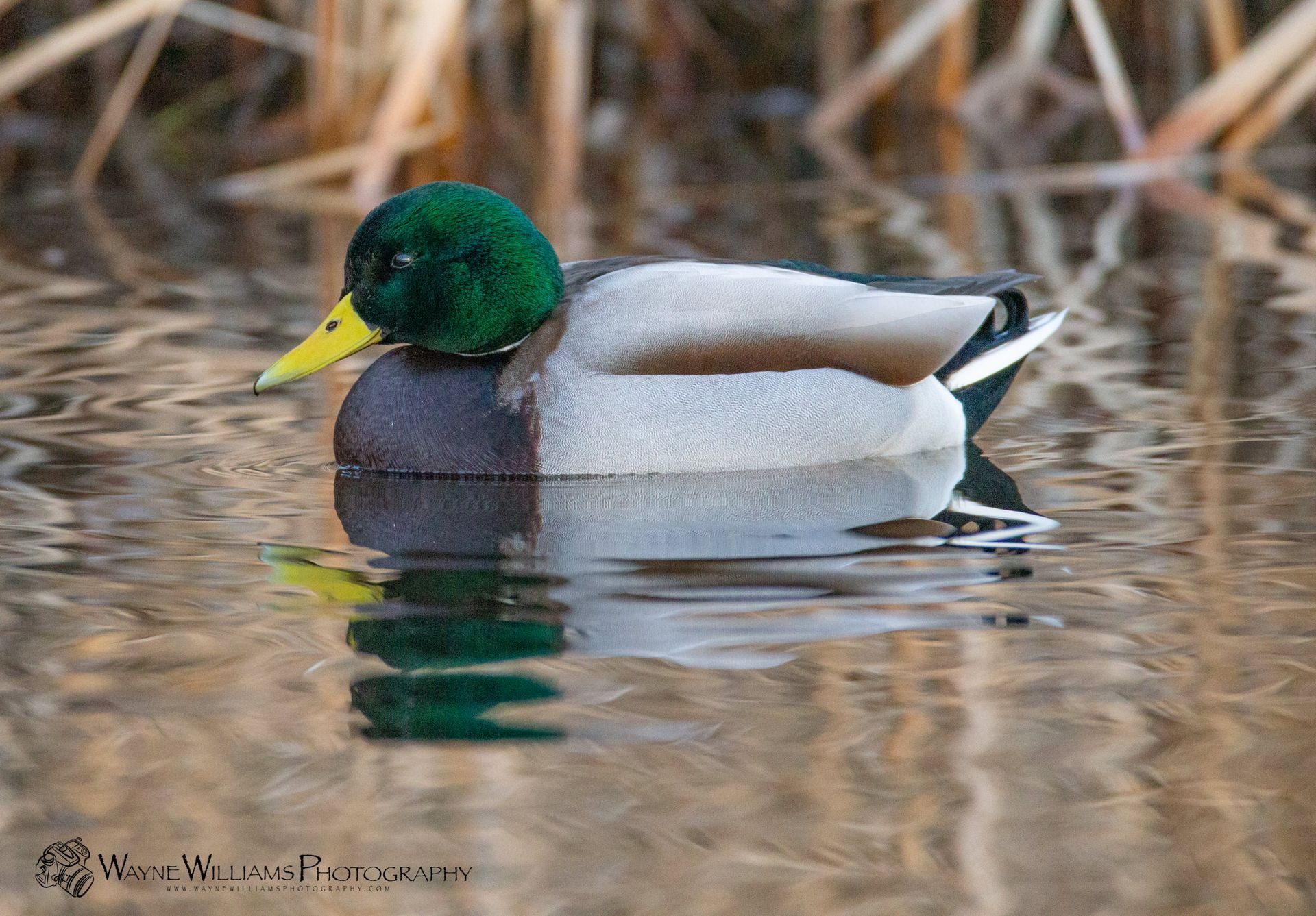 A mallard duck is swimming in a pond with tall grass in the background.