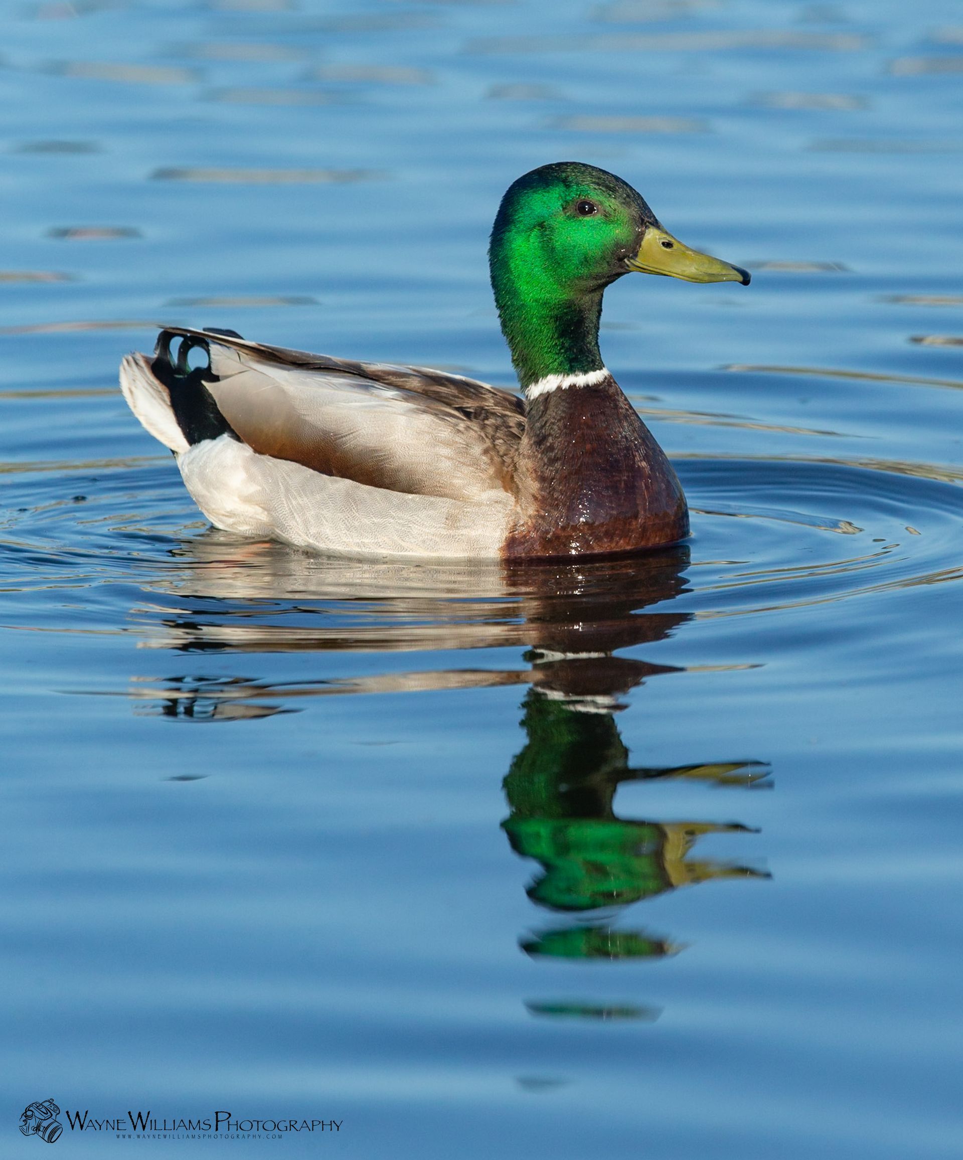 A mallard duck with a green head is swimming in the water.