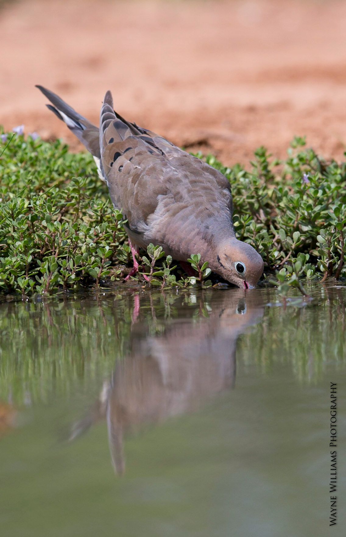 A bird is drinking water from a pond and its reflection is in the water.