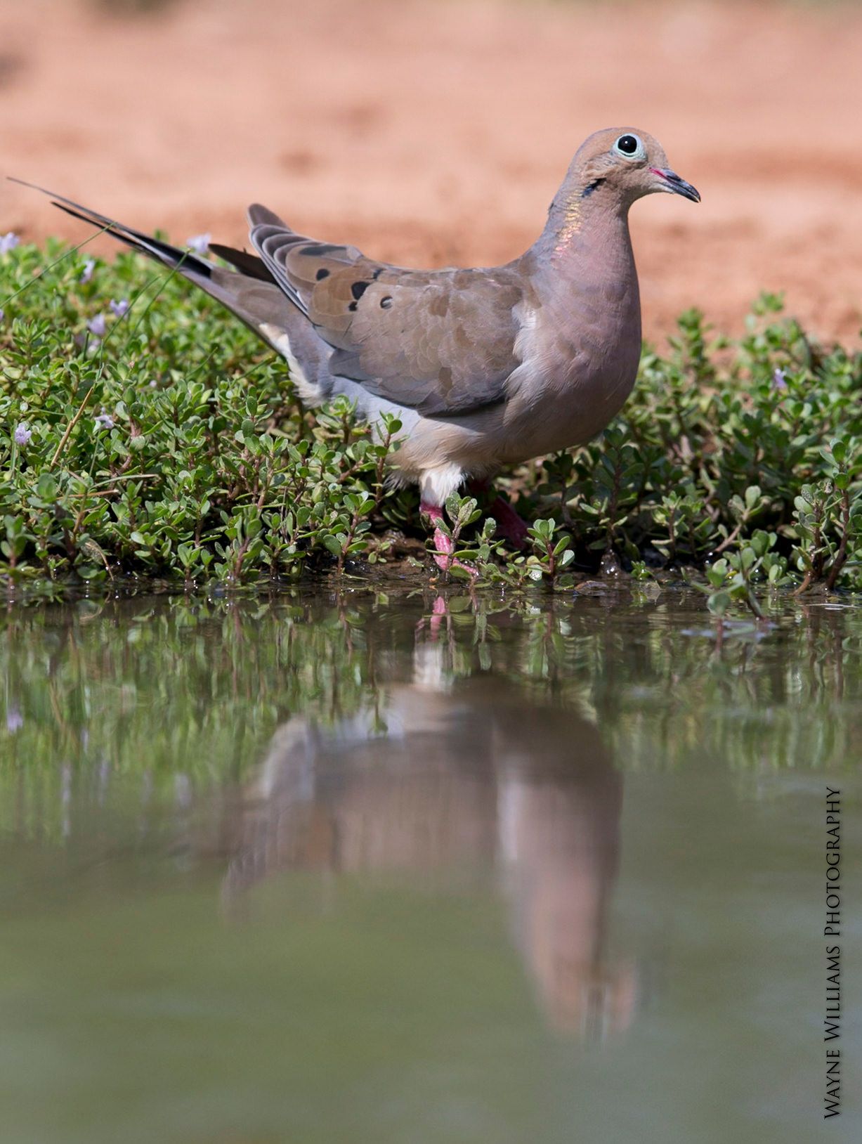 A pigeon is standing next to a body of water.