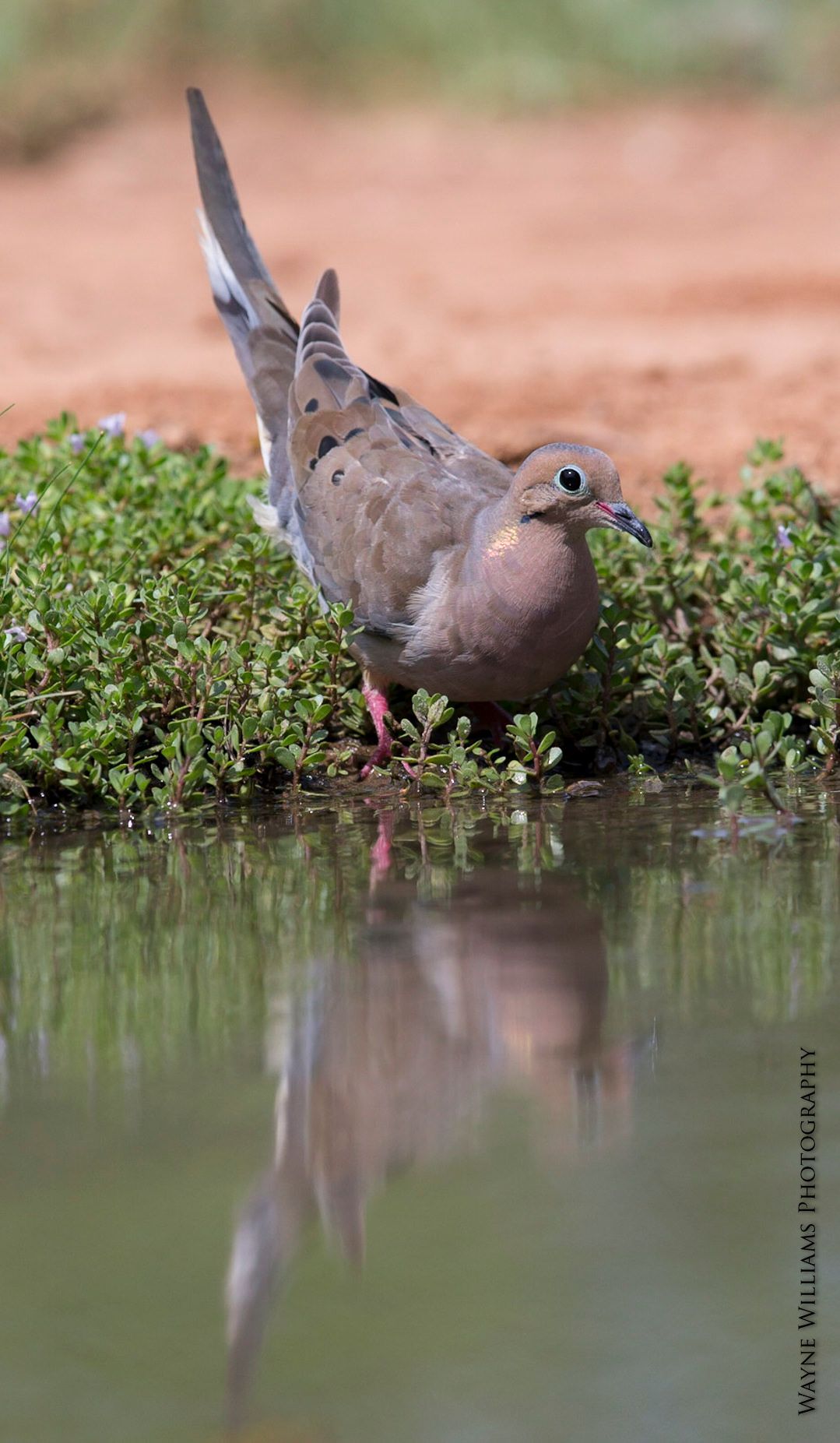 A dove is drinking water from a pond.