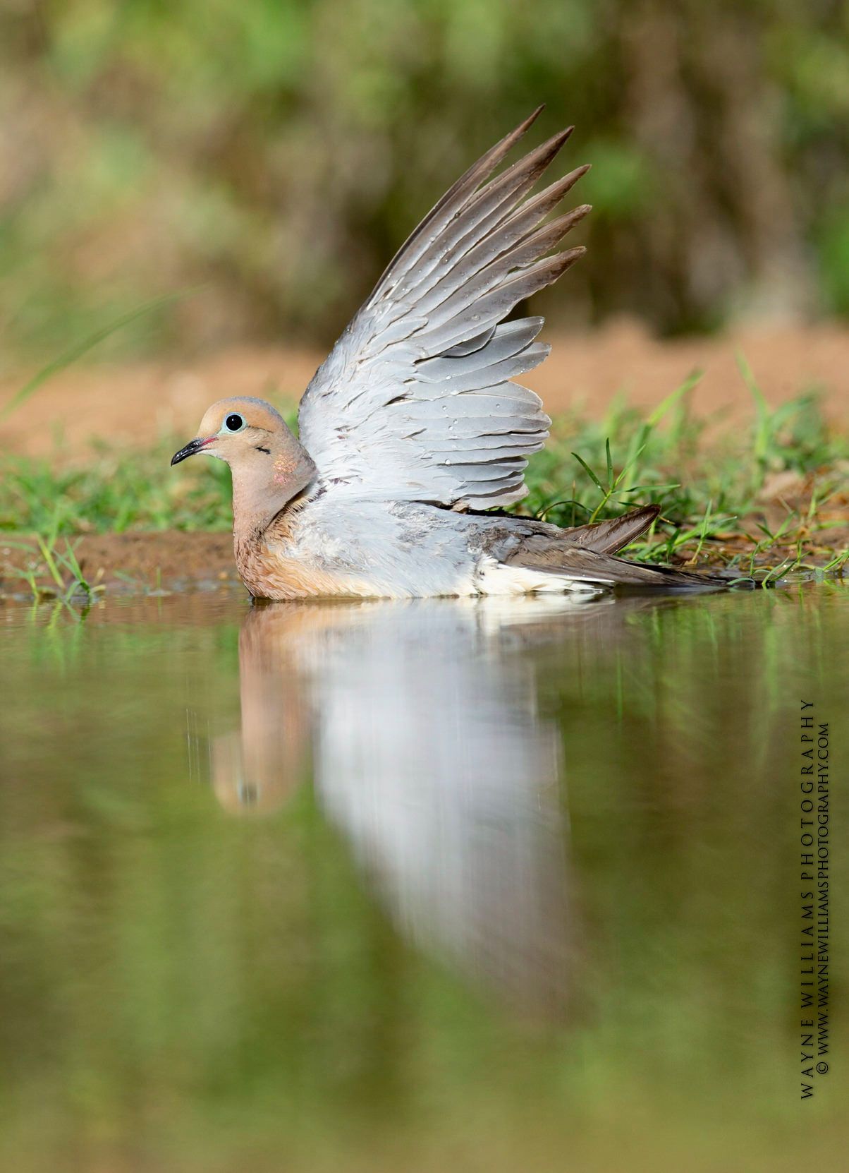 A dove is sitting in the water with its wings outstretched.