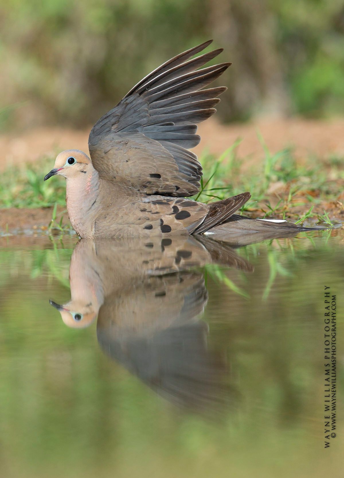 A dove is standing in the water and its reflection is in the water.