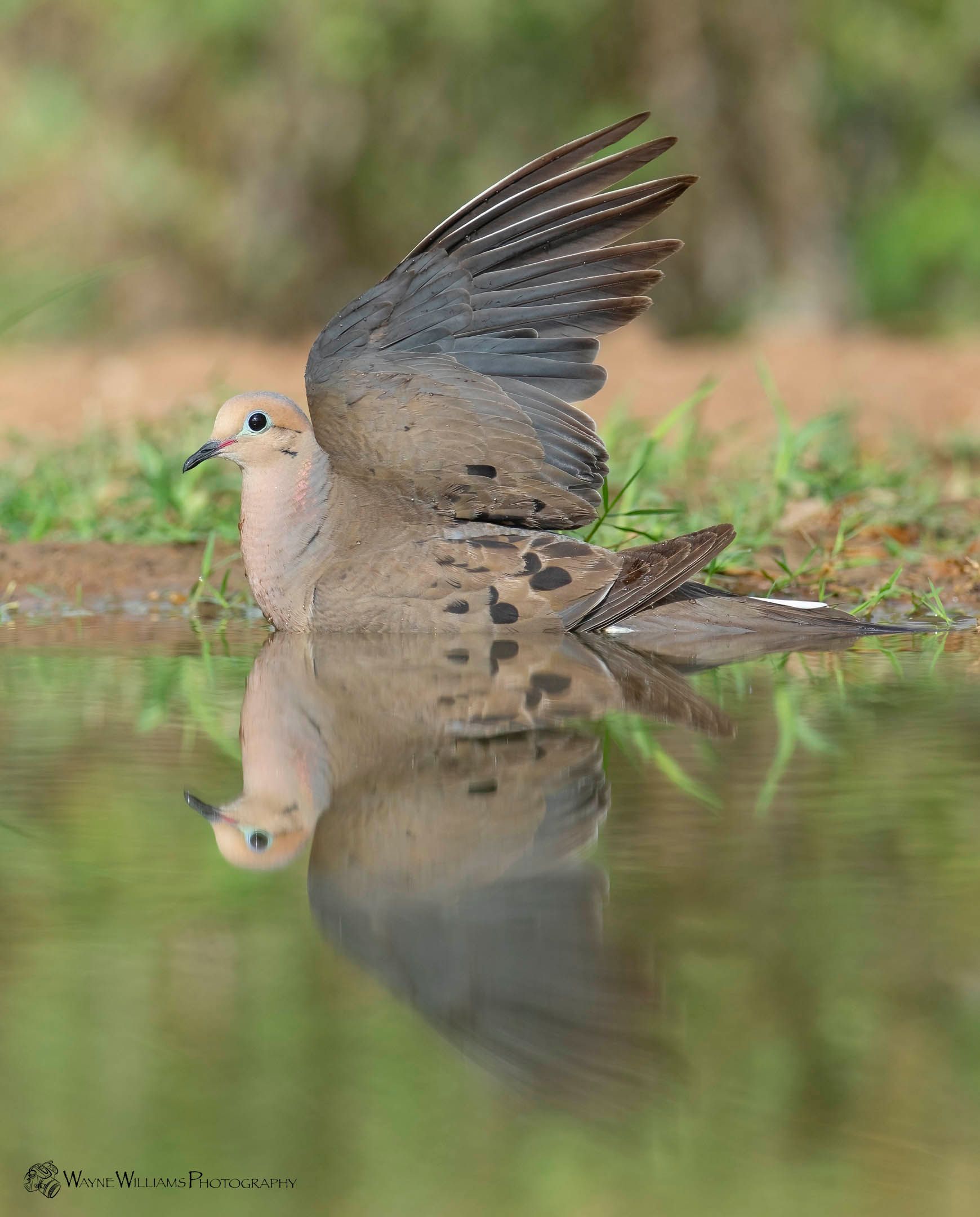 A black and white bird perched on a rock
