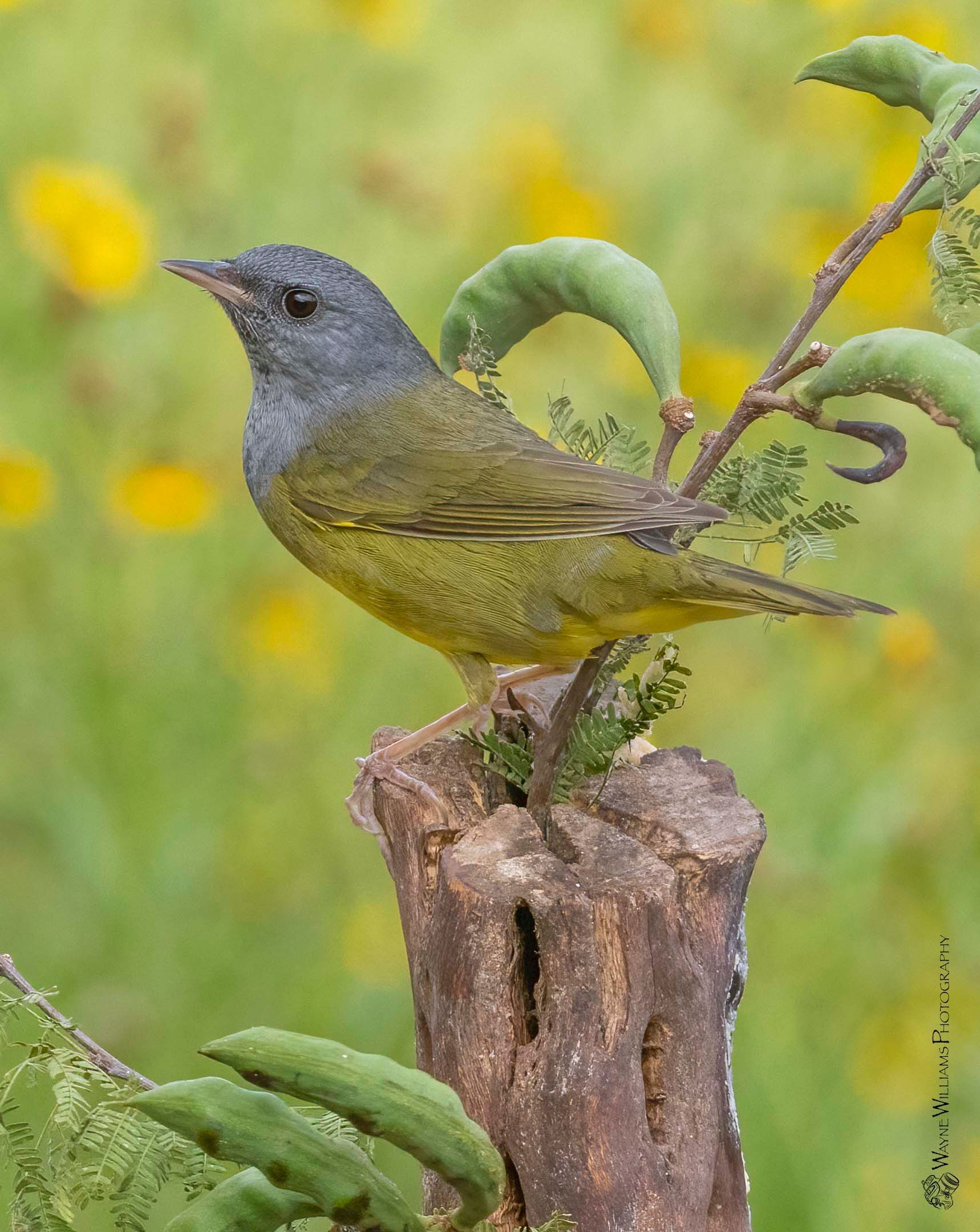 A small bird perched on top of a tree stump.