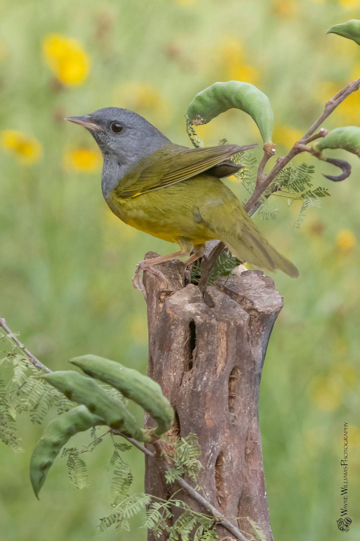 A small bird perched on top of a tree stump.