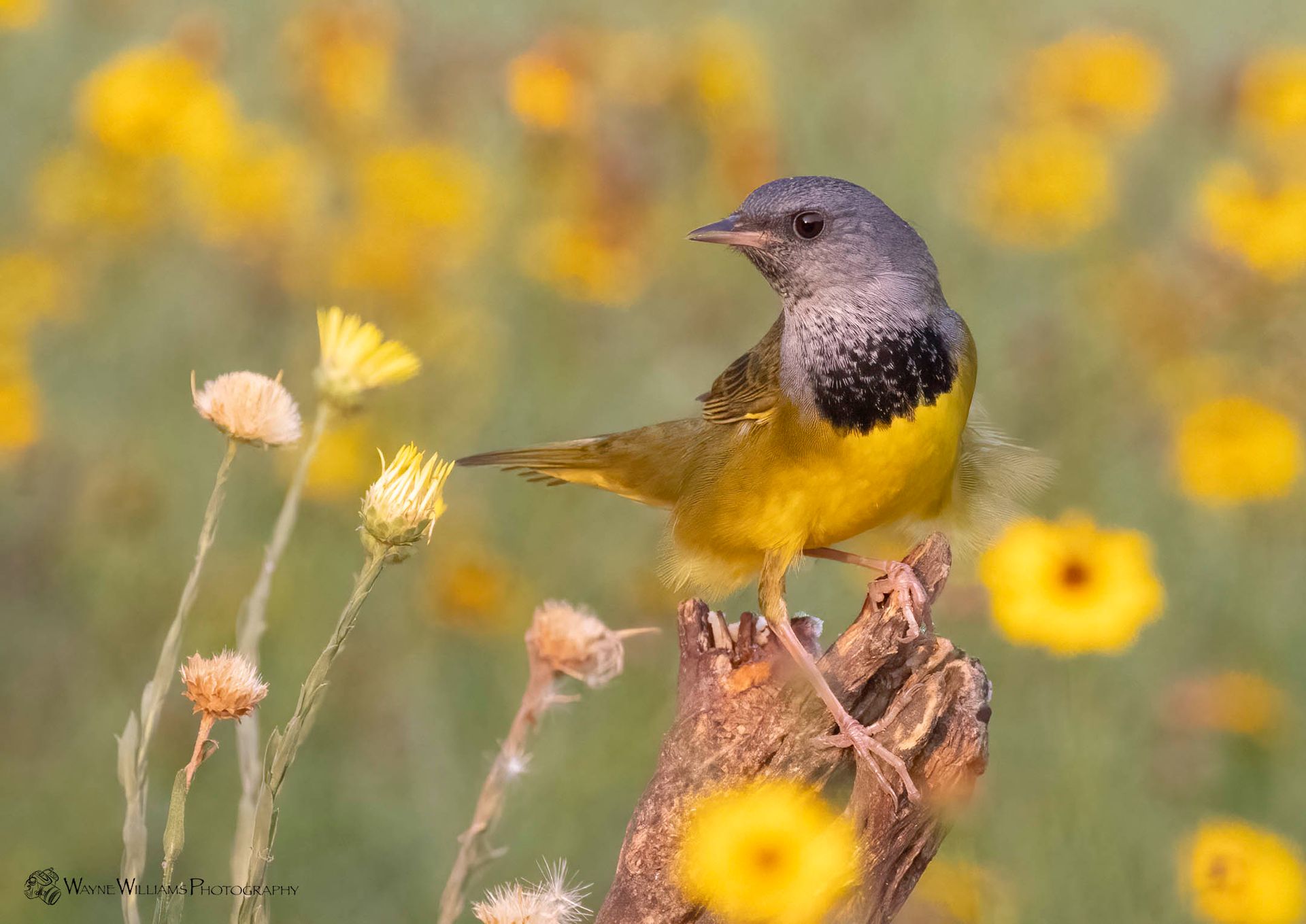 A small bird perched on a branch in a field of yellow flowers.