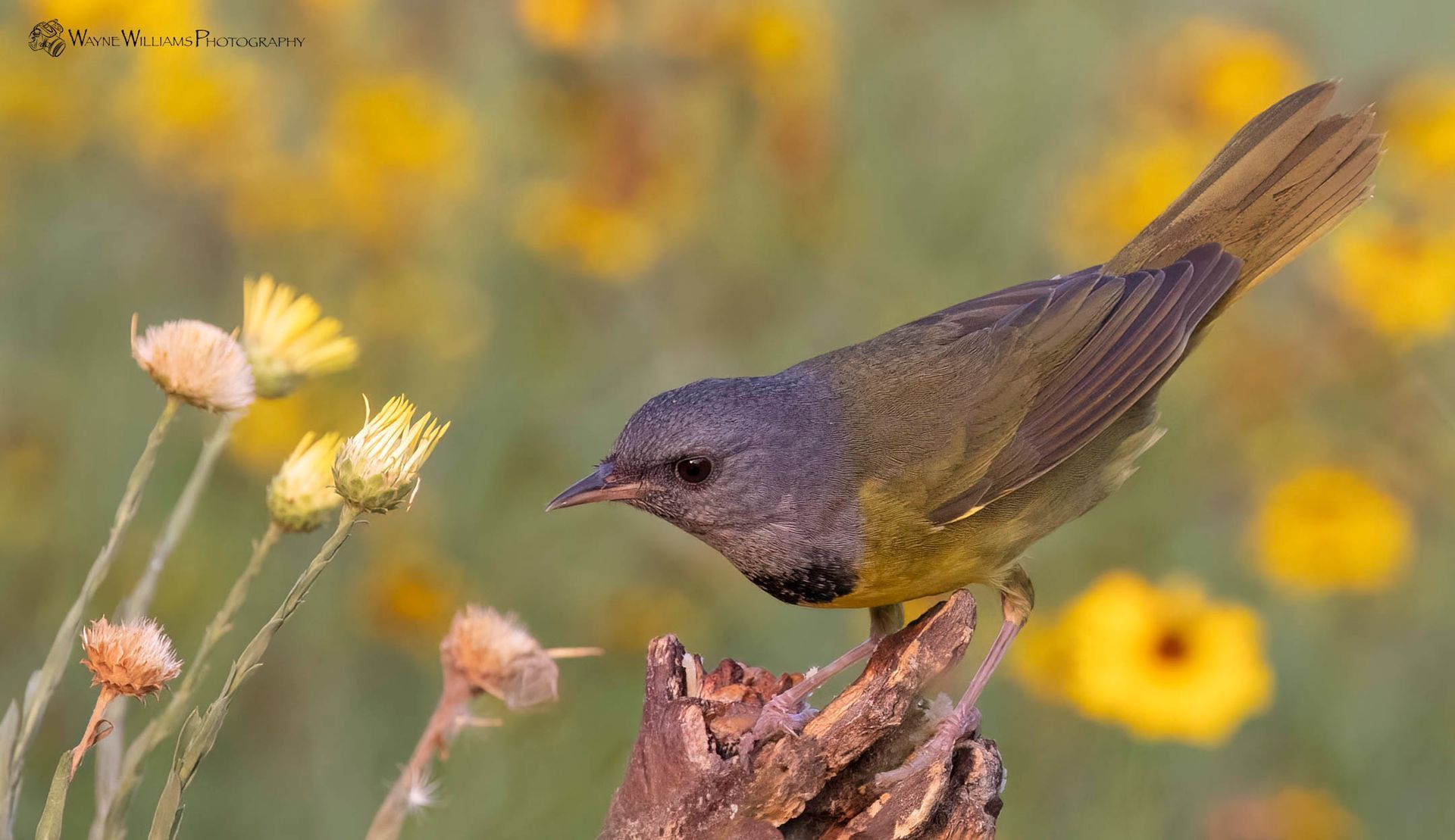 A small bird perched on a branch in front of yellow flowers.