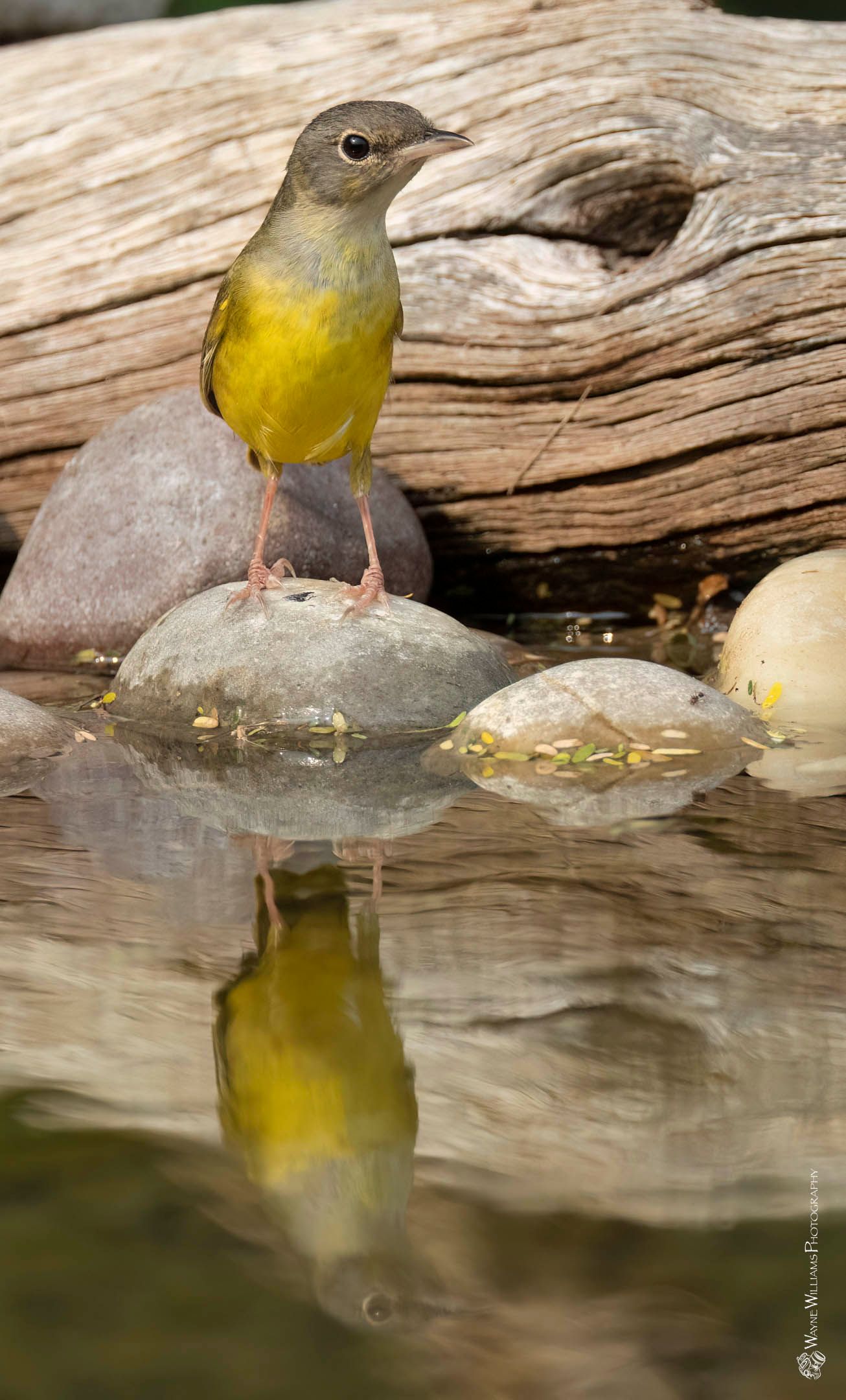 A small yellow bird is perched on a rock in the water.