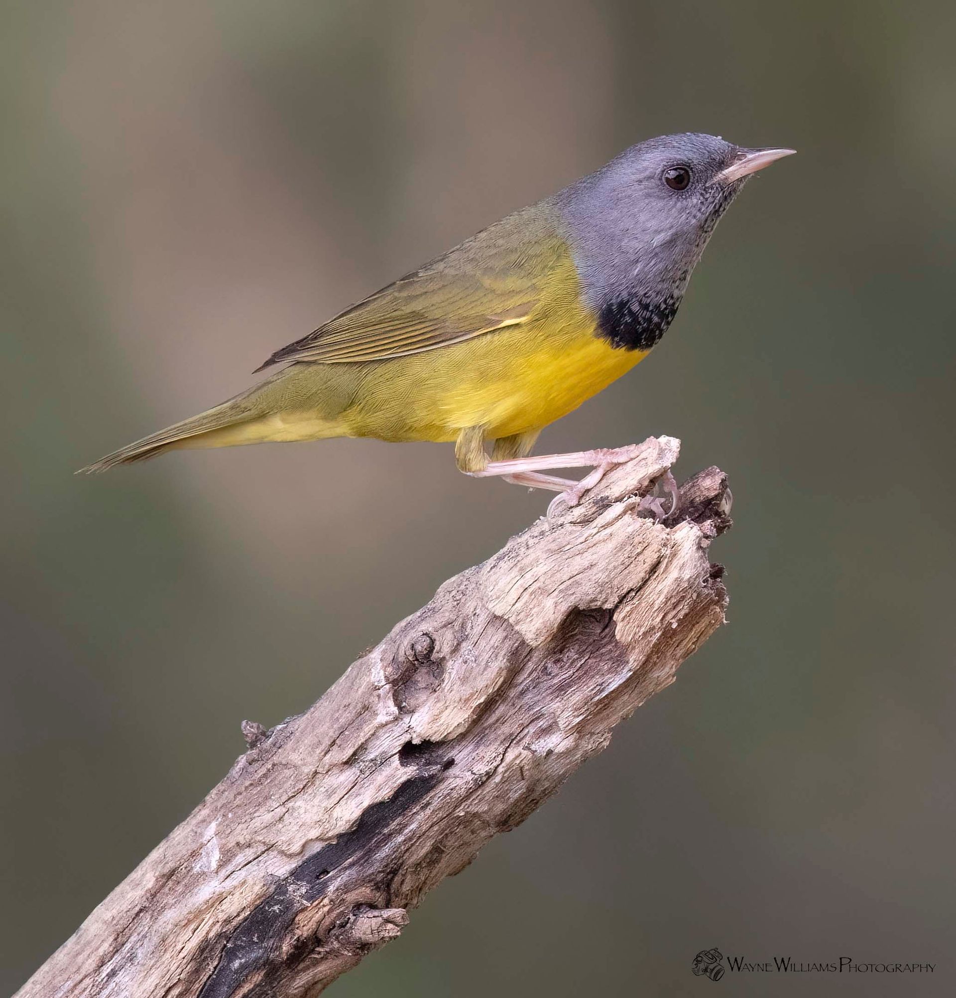 A small yellow and gray bird perched on a tree branch