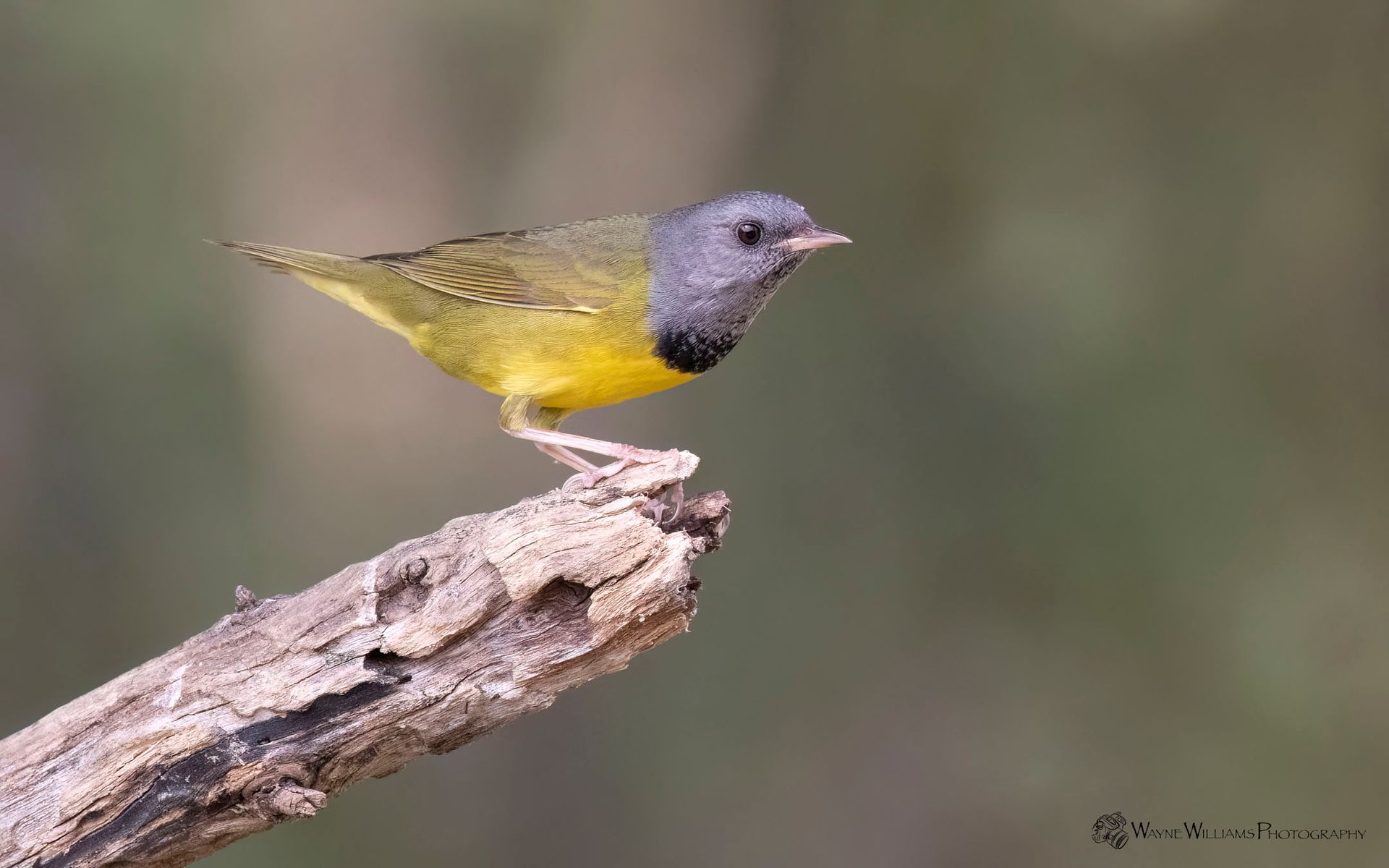 A small yellow and gray bird perched on a branch.