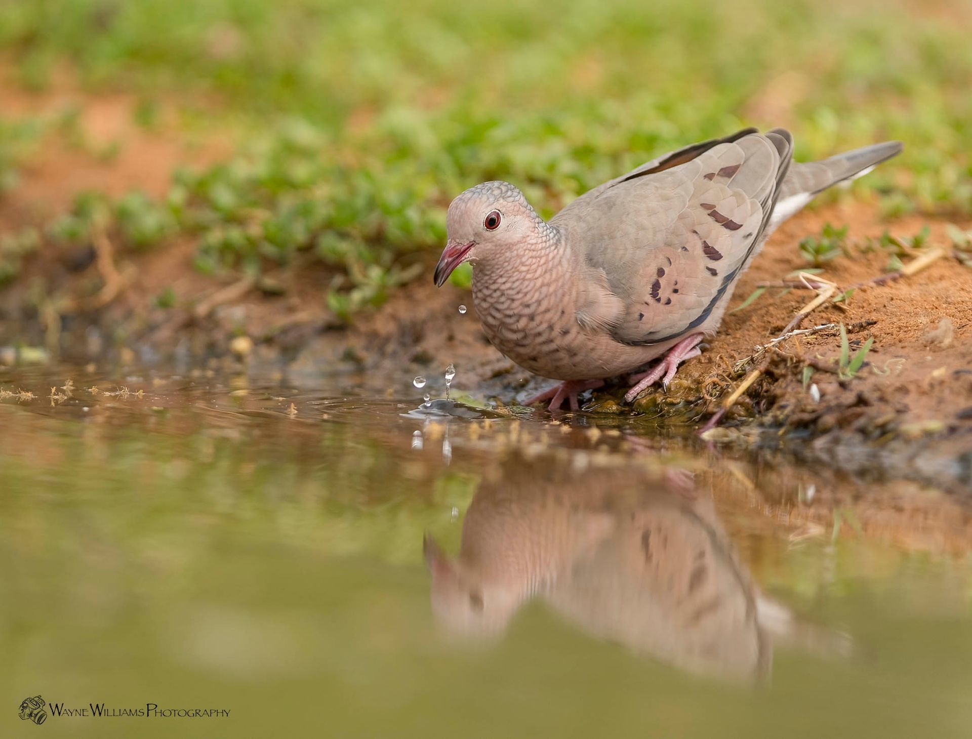 A pigeon is drinking water from a pond.