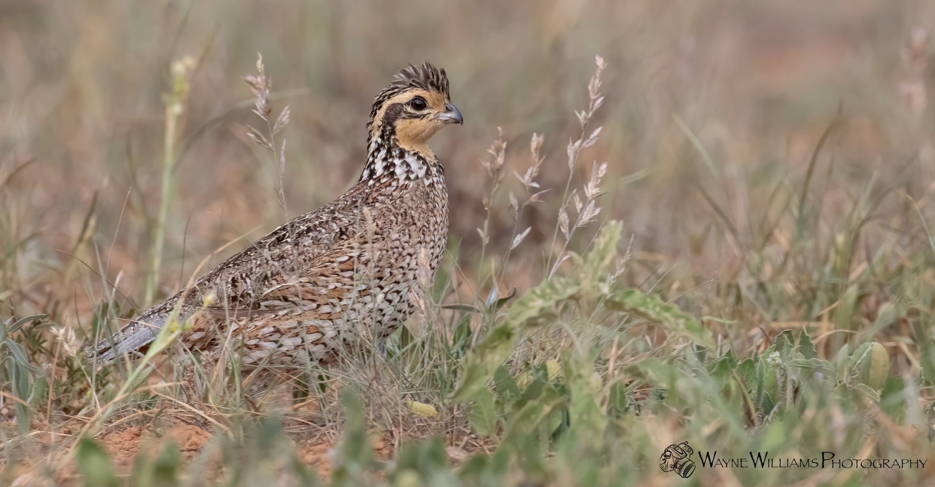 A quail is standing in the grass in a field.