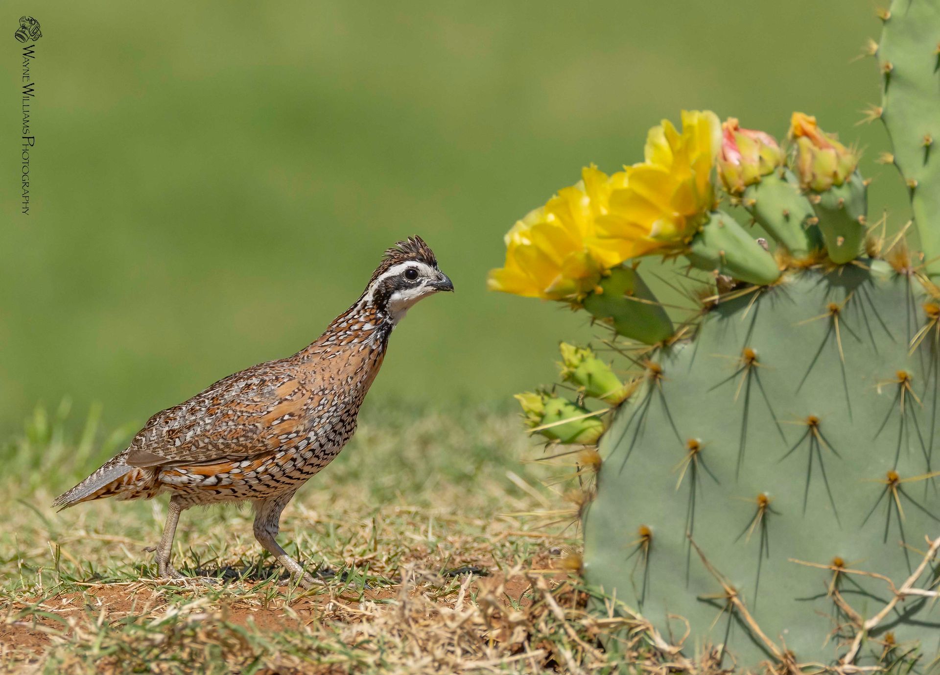 A quail is standing next to a cactus with yellow flowers.