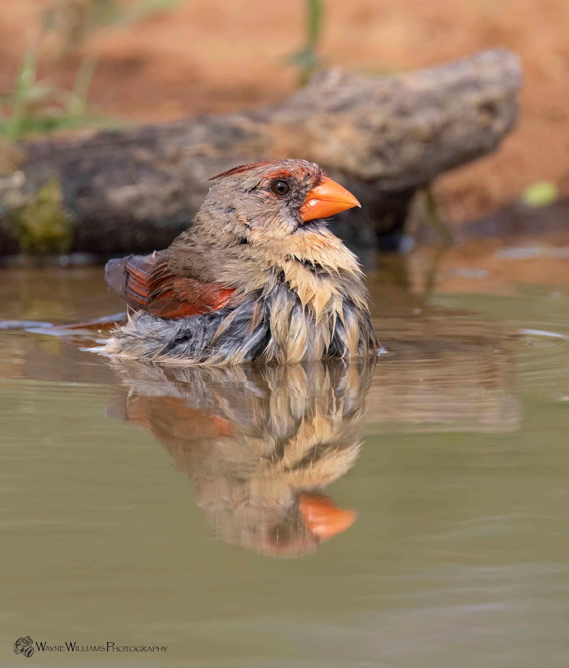 A small bird is swimming in a body of water.